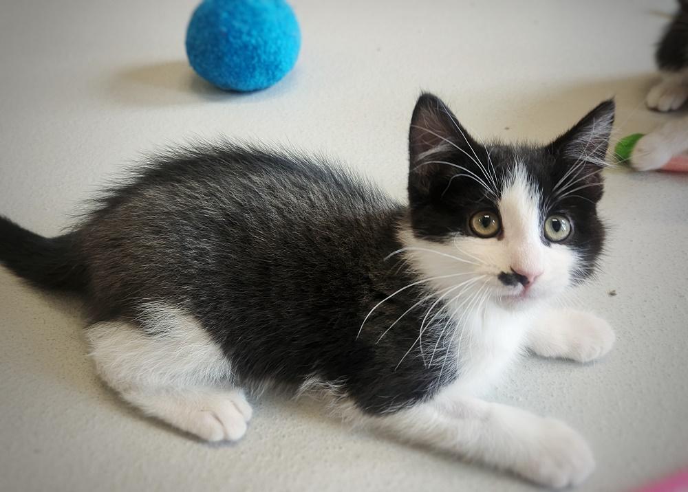 Pelican, Young Male Domestic Short Hair