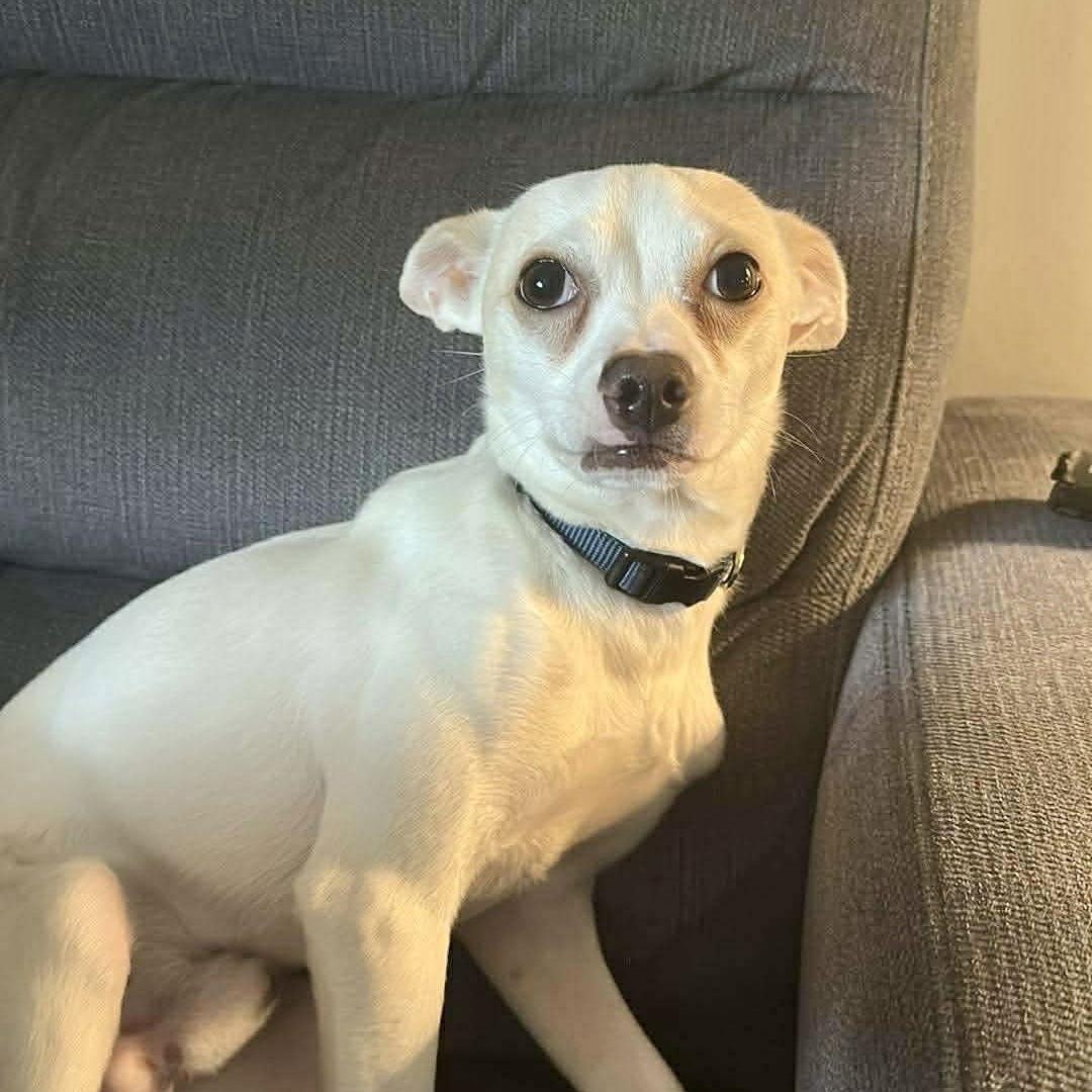 Sebastian, Adoptable, Young Male Chihuahua.