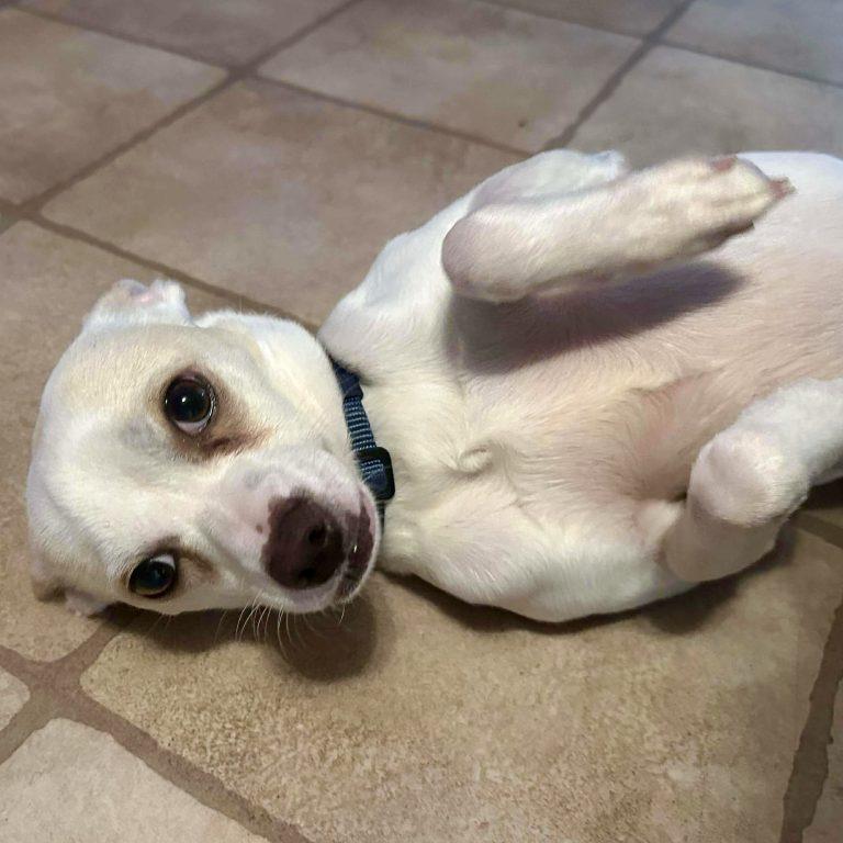 Enlarge Sebastian, a Adoptable Chihuahua in Holly Springs, NC image 3/3