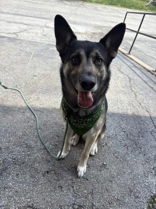 Percy, adopted, Adult Male German Shepherd Dog.