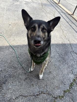 Enlarge Percy, an adopted German Shepherd Dog in Blue Springs, MO image 2/2
