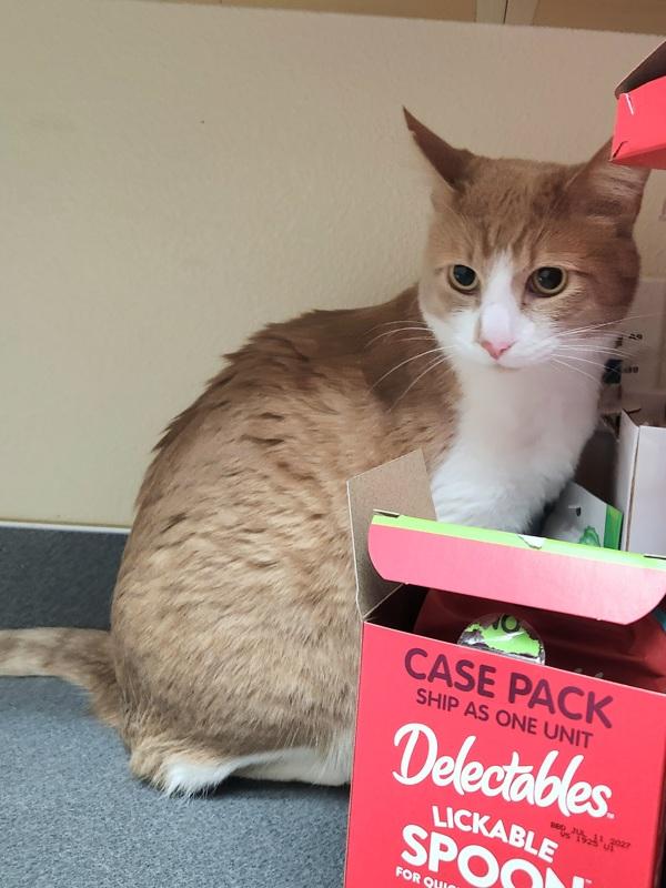 Falcon, Adoptable, Adult Male Domestic Short Hair.