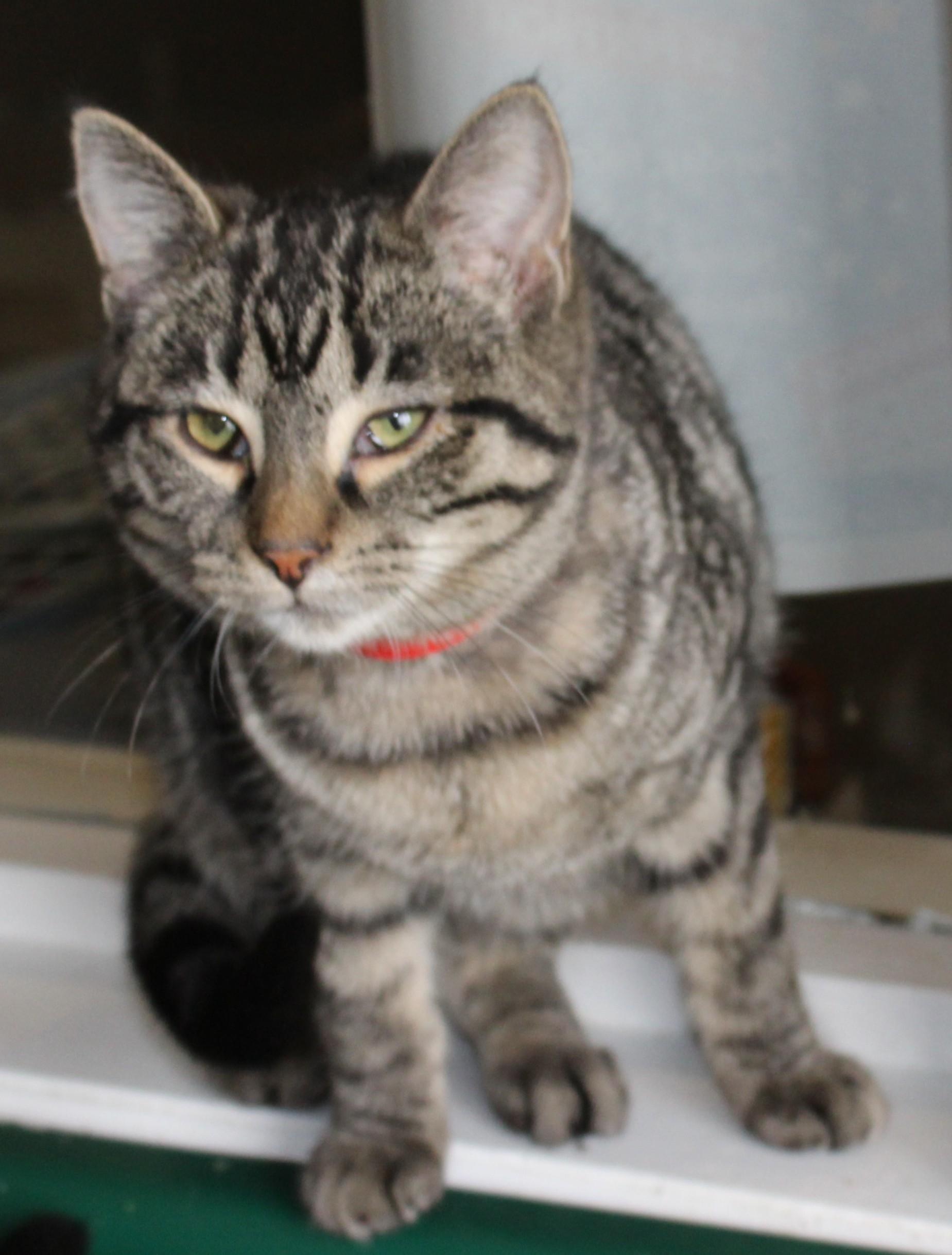 Enlarge Utah, an adopted mixed breed in Huron, SD image 2/3