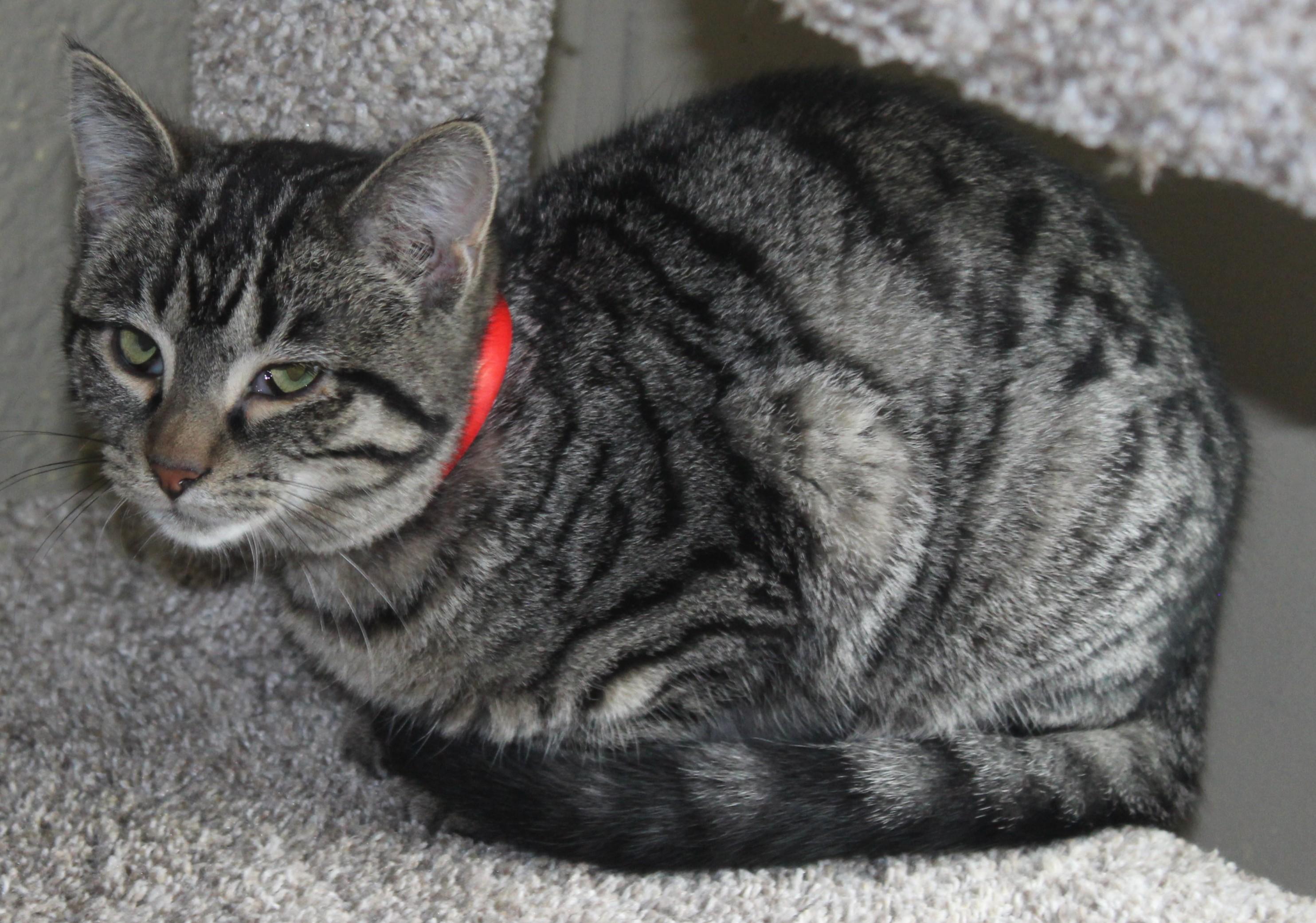 Enlarge Utah, an adopted mixed breed in Huron, SD image 3/3