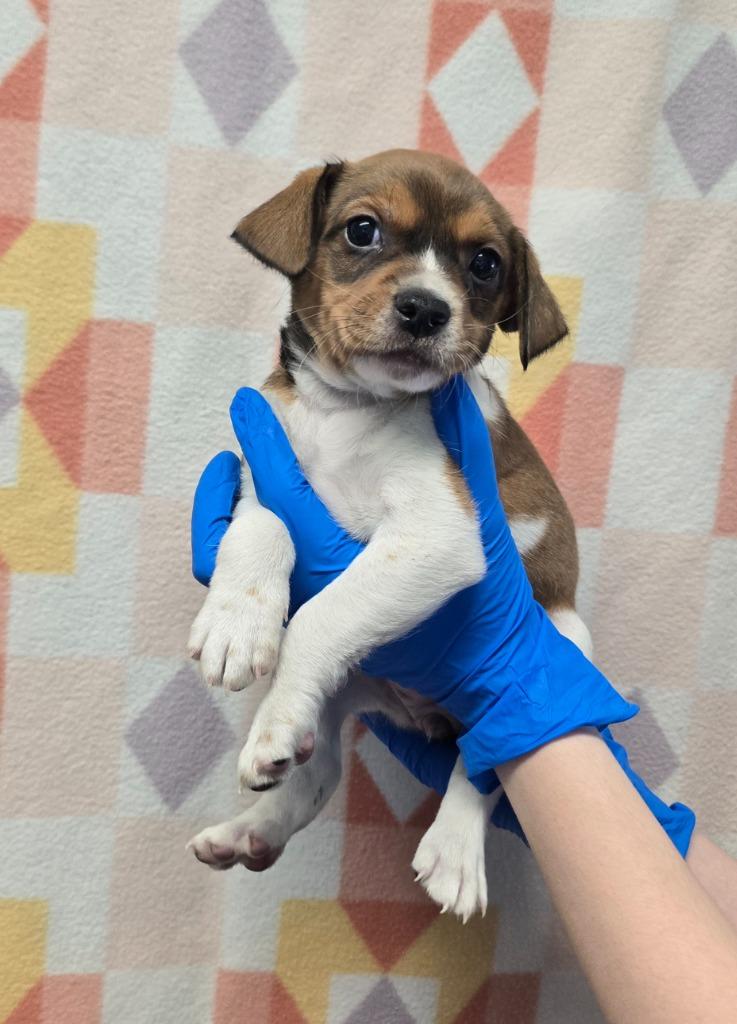 Tahlulah, Adoptable, Puppy Female Beagle & Dachshund.