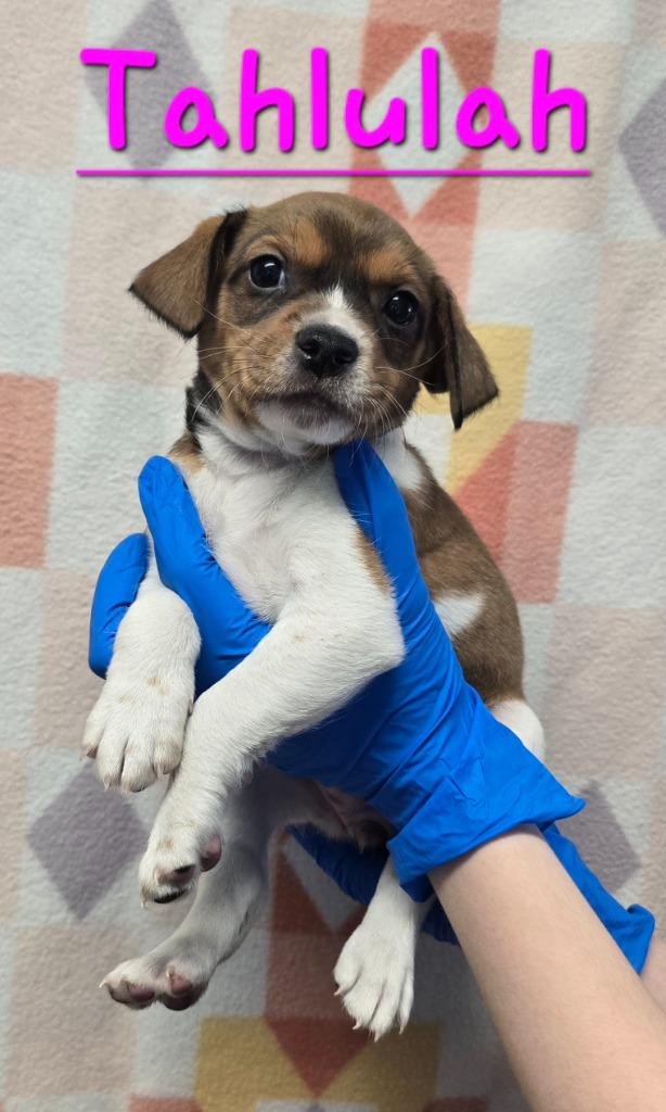 Enlarge Tahlulah, a Adoptable mixed breed in Murphysboro, IL image 2/2
