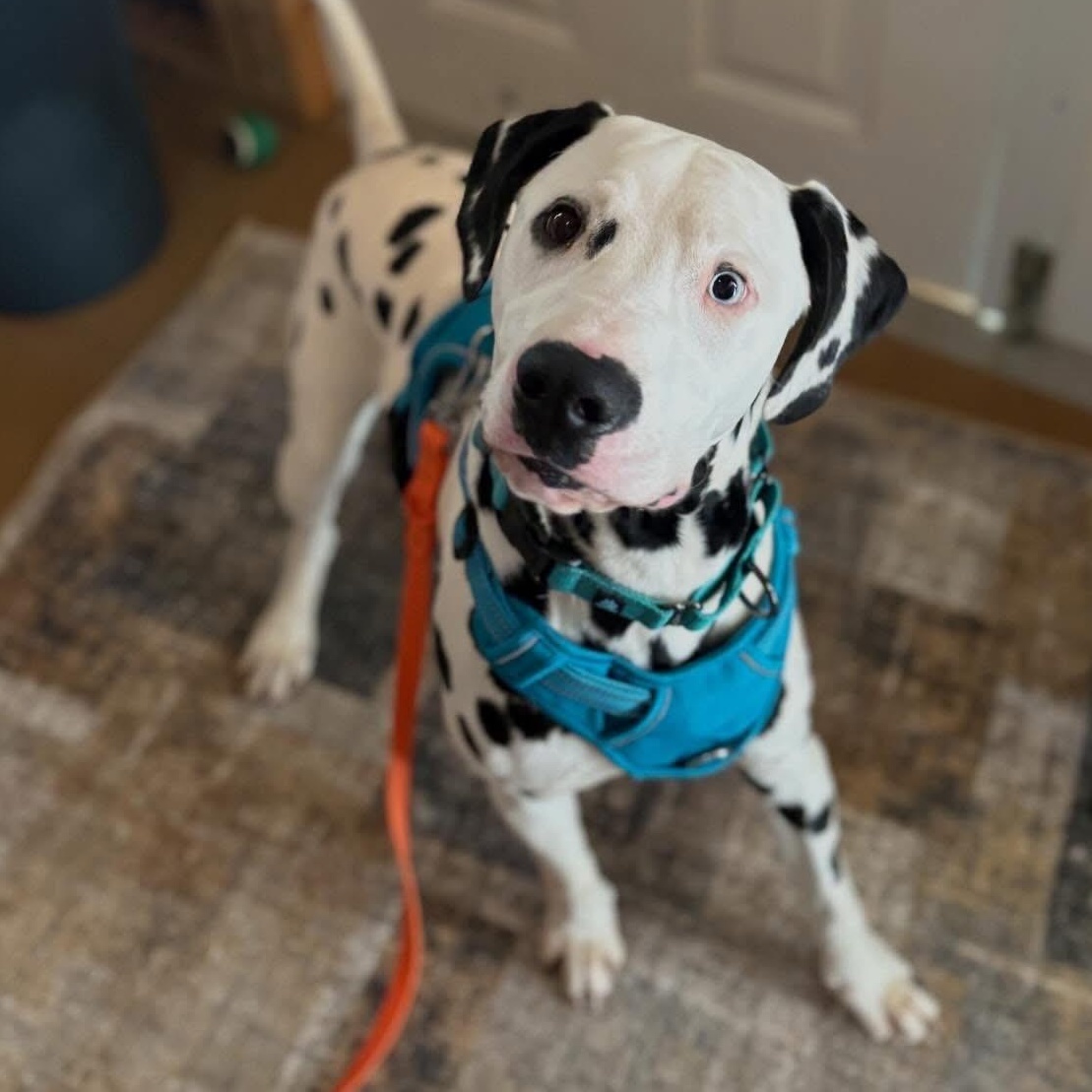Stripes, ADOPTABLE, Adult Male Dalmatian.