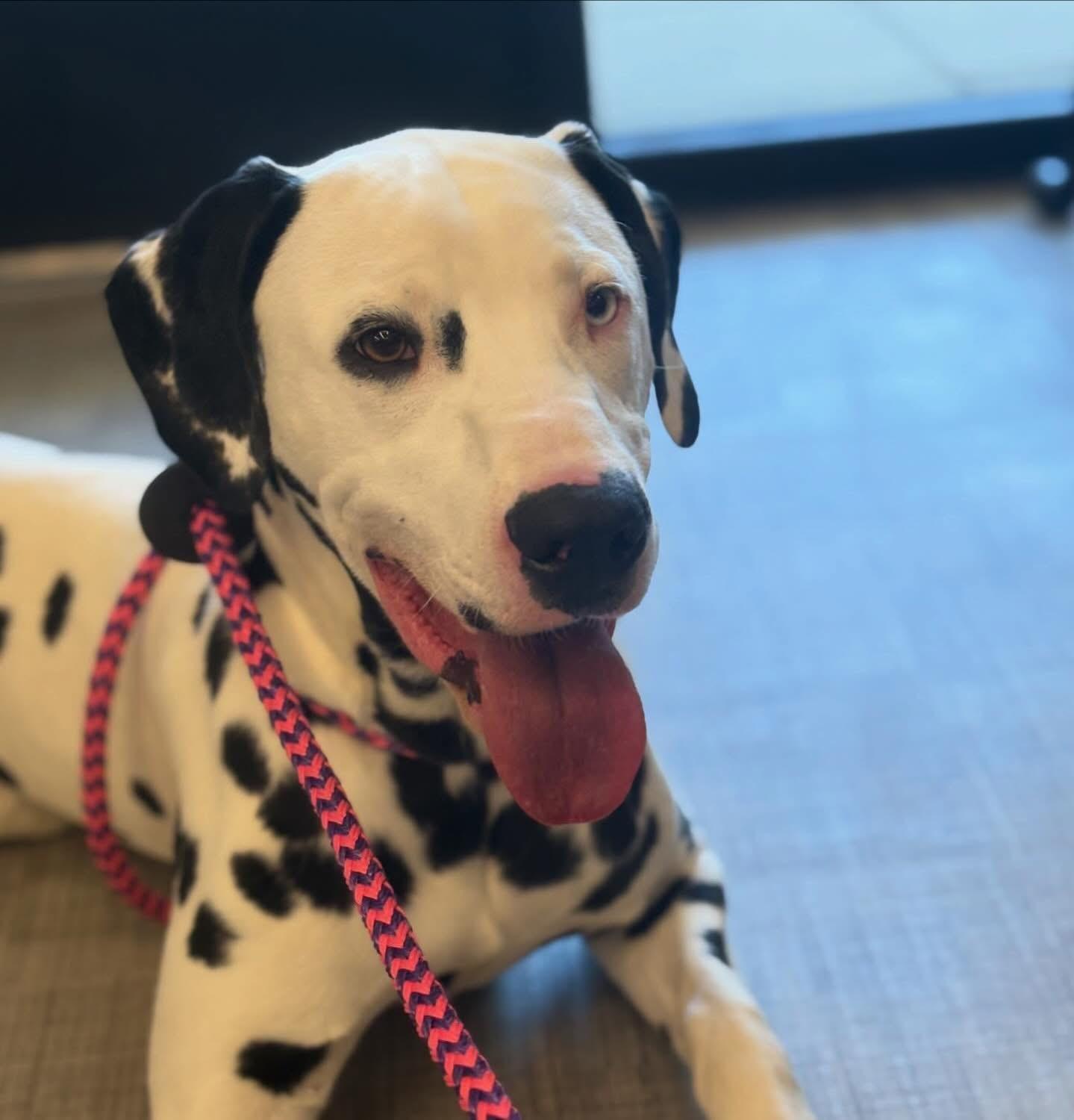 Enlarge Stripes, a ADOPTABLE Dalmatian in Richmond, VA image 3/3