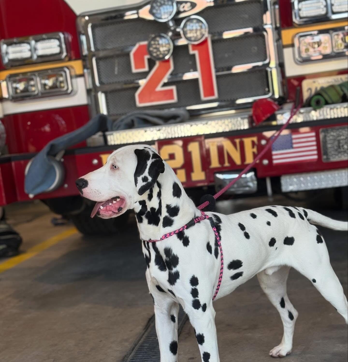 Enlarge Stripes, a ADOPTABLE Dalmatian in Richmond, VA image 2/3