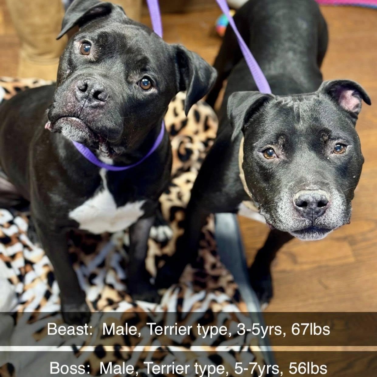 Beast and Boss, Adoptable, Adult Male Pit Bull Terrier.