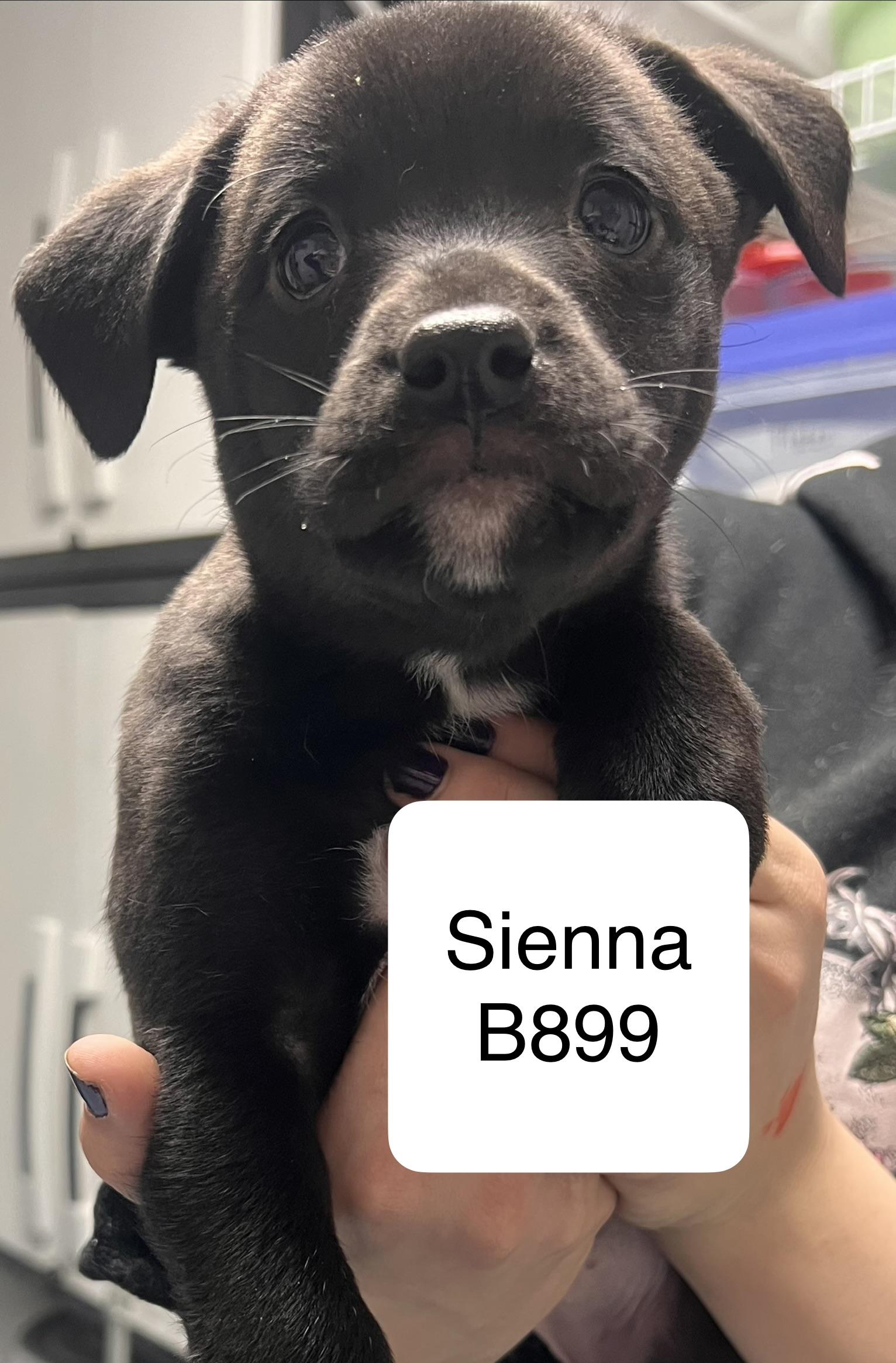 Sienna, adopted, Young Female Wirehaired Terrier & Labrador Retriever.