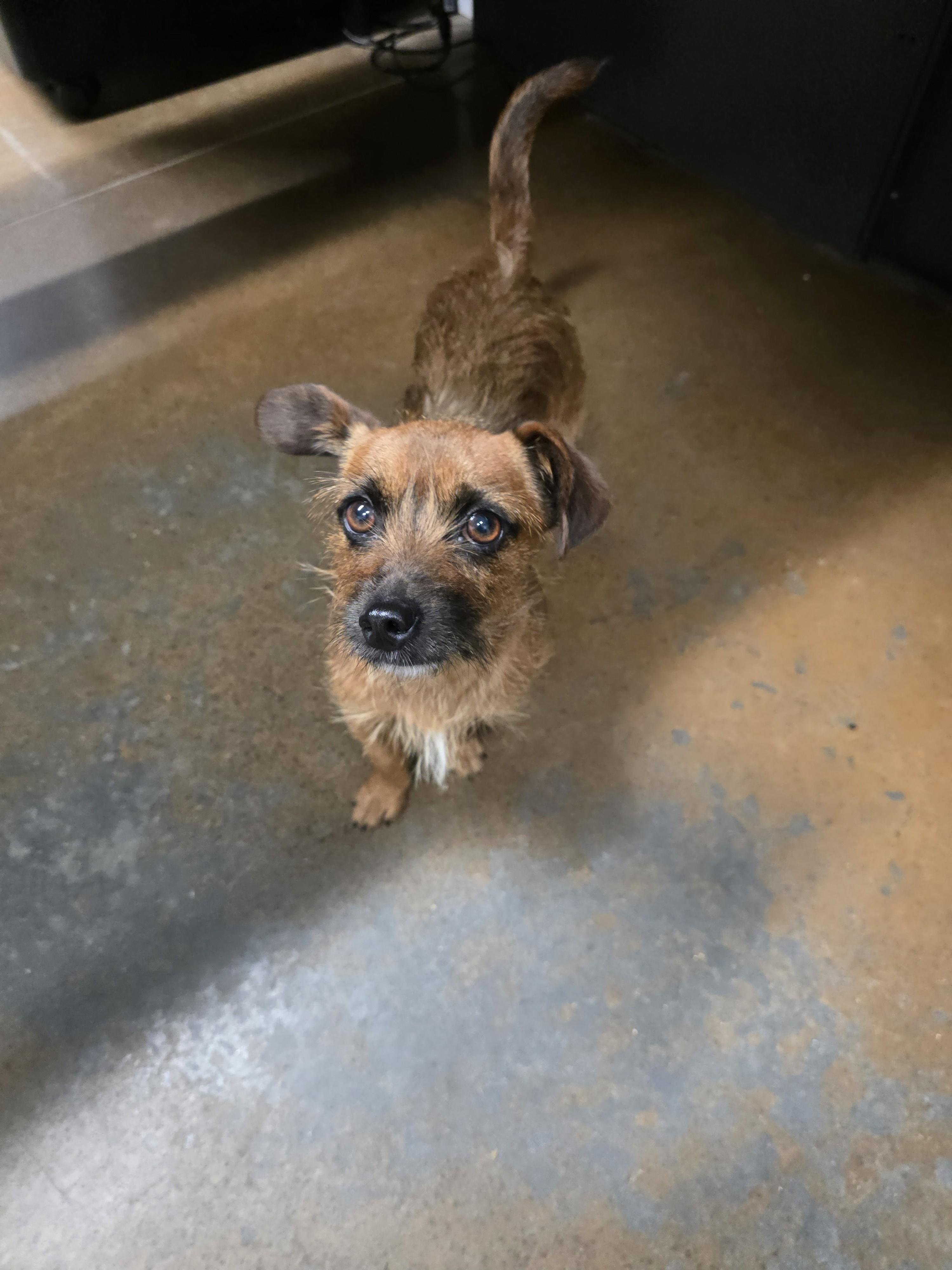 LUNCHBOX, adopted, Young Male Dachshund & Terrier.