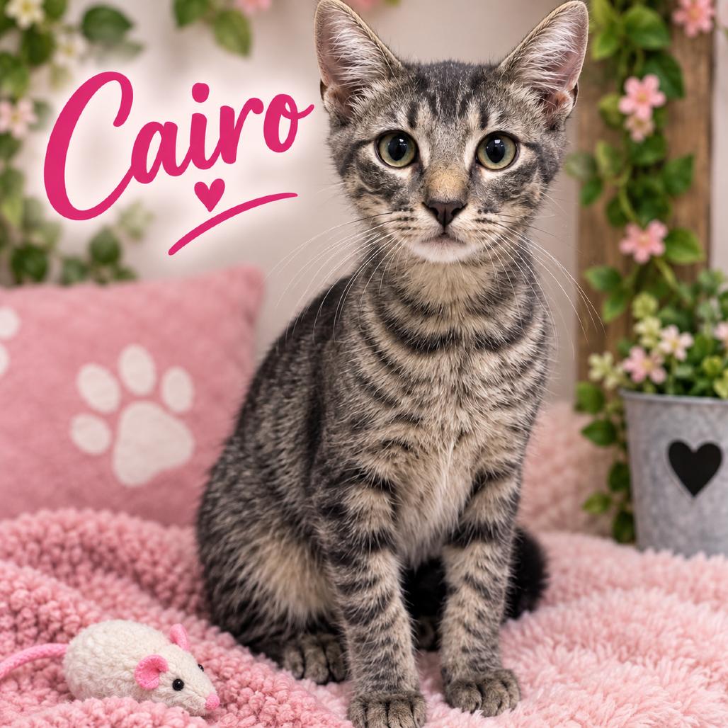 Cairo, Adoptable, Kitten Female American Shorthair.