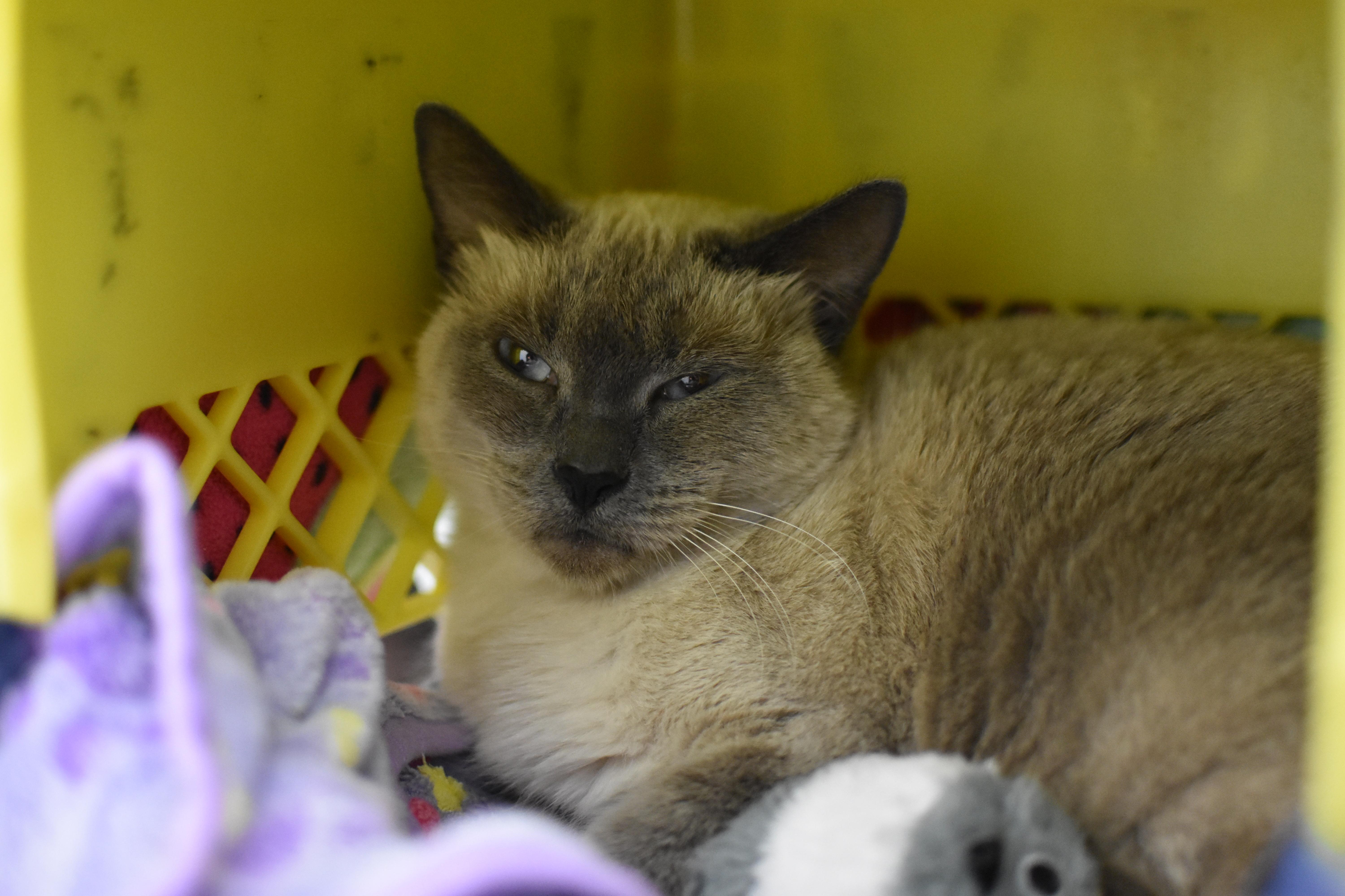 Daisy , Adoptable, Adult Female Domestic Short Hair.