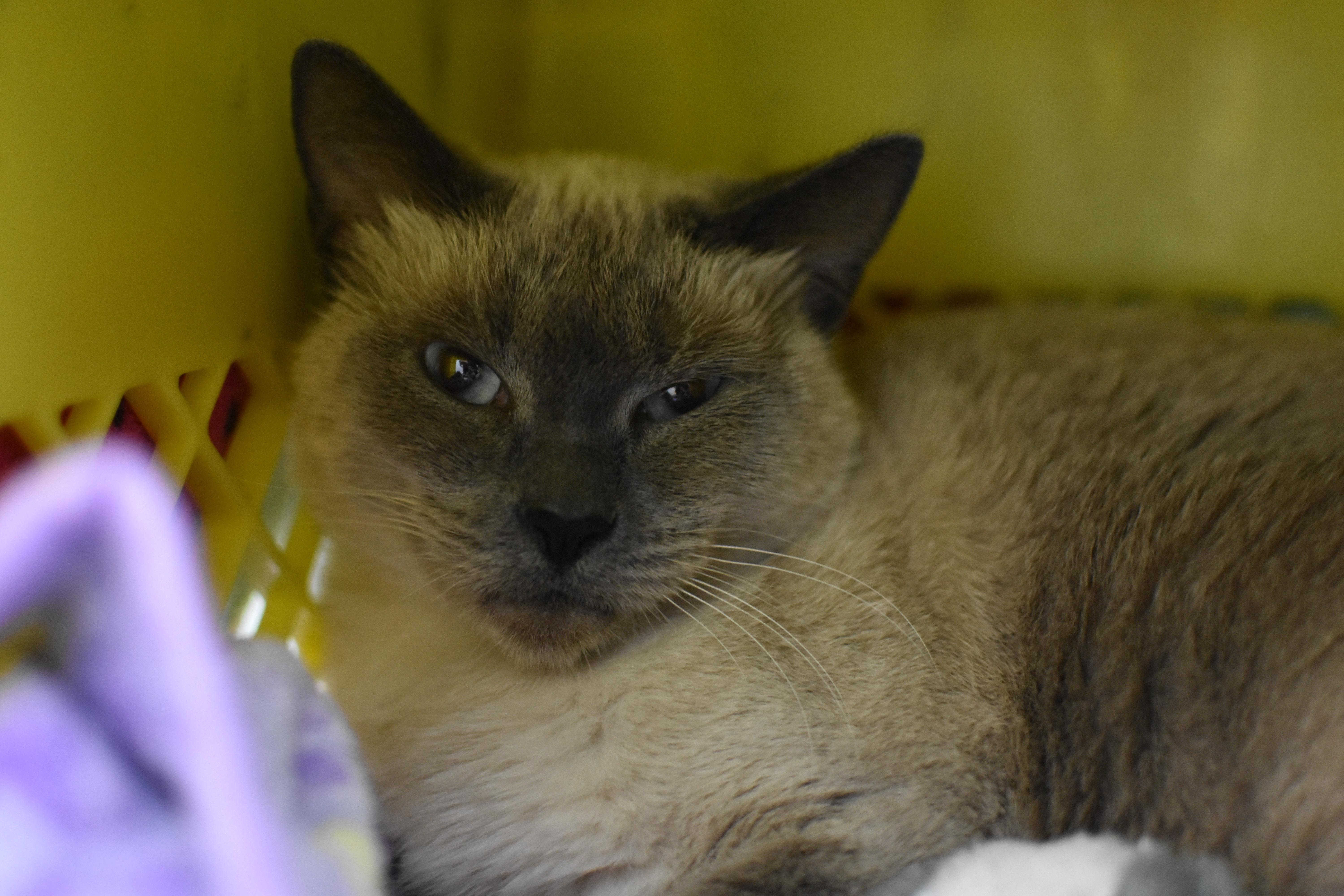 Enlarge Daisy , a Adoptable Domestic Short Hair in Mission, BC image 2/2