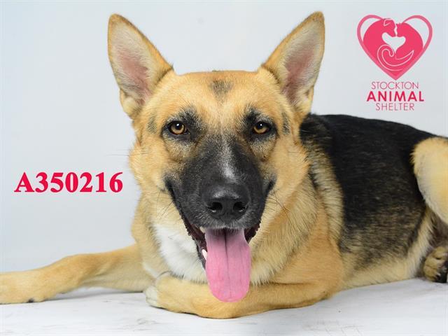 DAWSON, Adoptable, Young Male German Shepherd Dog.