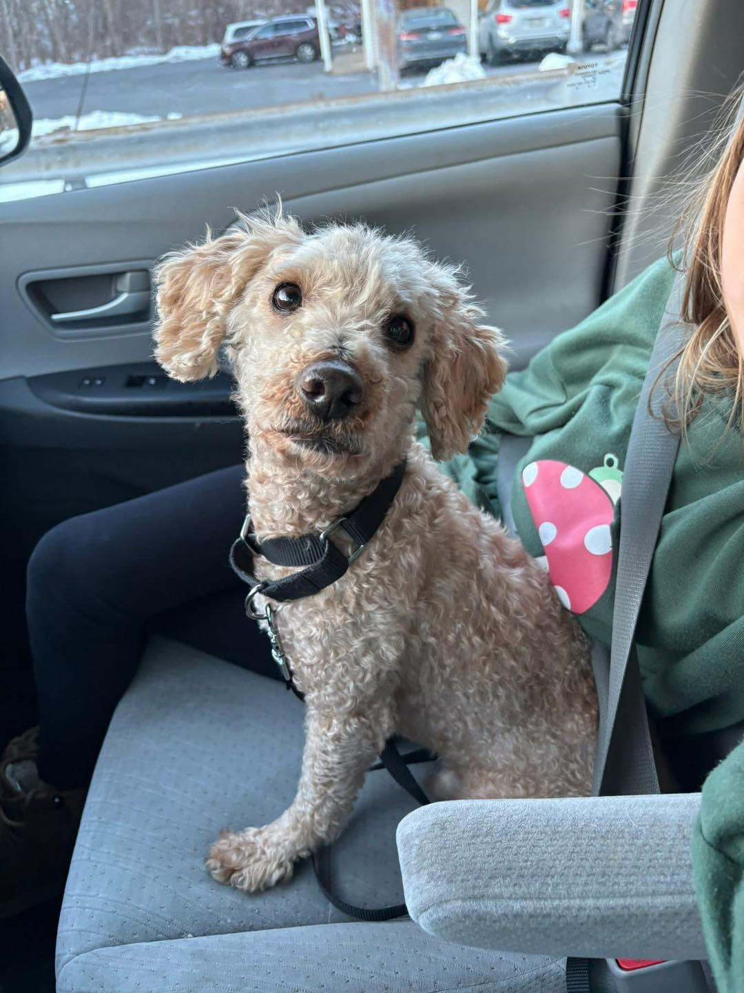 Enlarge Papa Bear, a ADOPTABLE Miniature Poodle in Kutztown, PA image 1/1