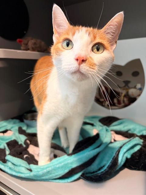 Enlarge PETER, a Adoptable Domestic Short Hair in Leesburg, VA image 1/1