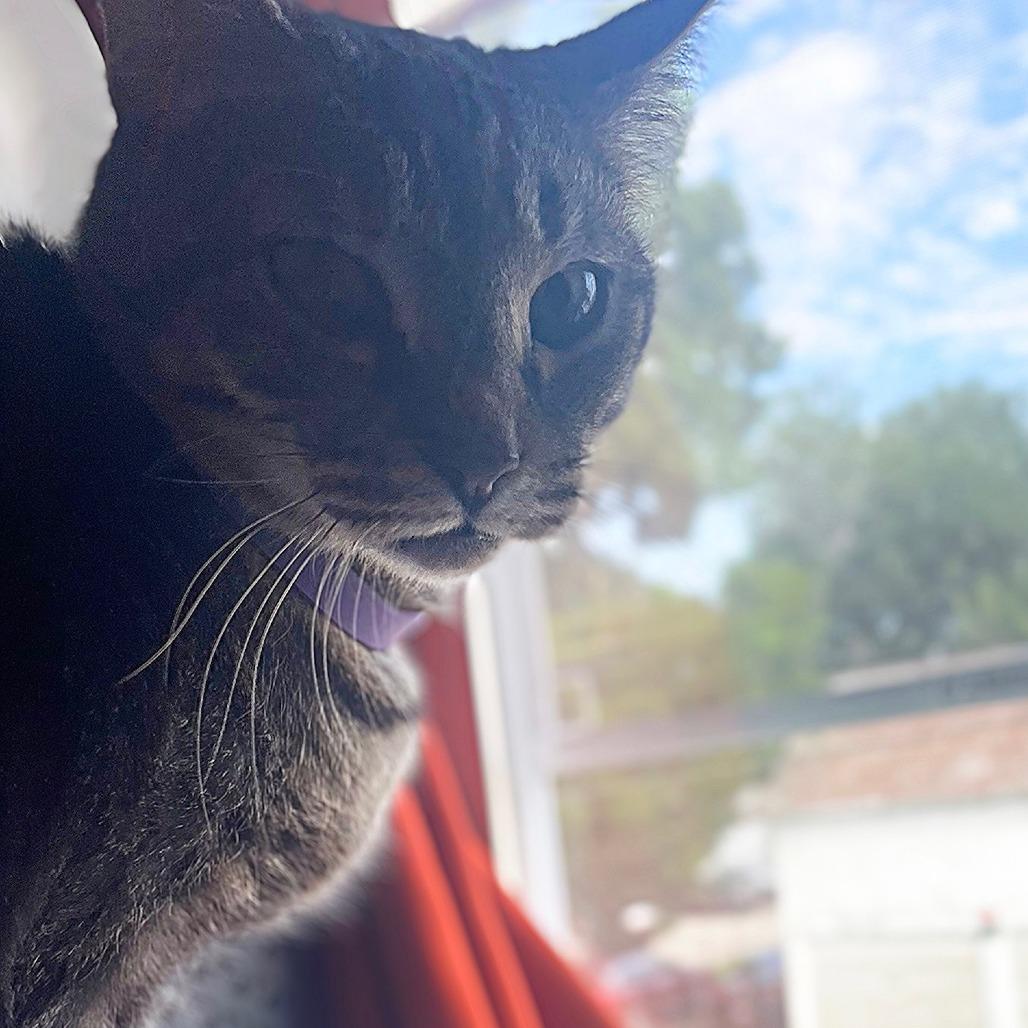 Dizzy, a Adoptable Domestic Short Hair in Eastford, CT image 3/6