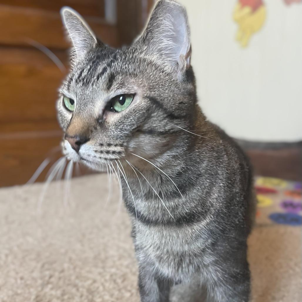 Dizzy, a Adoptable Domestic Short Hair in Eastford, CT image 4/6