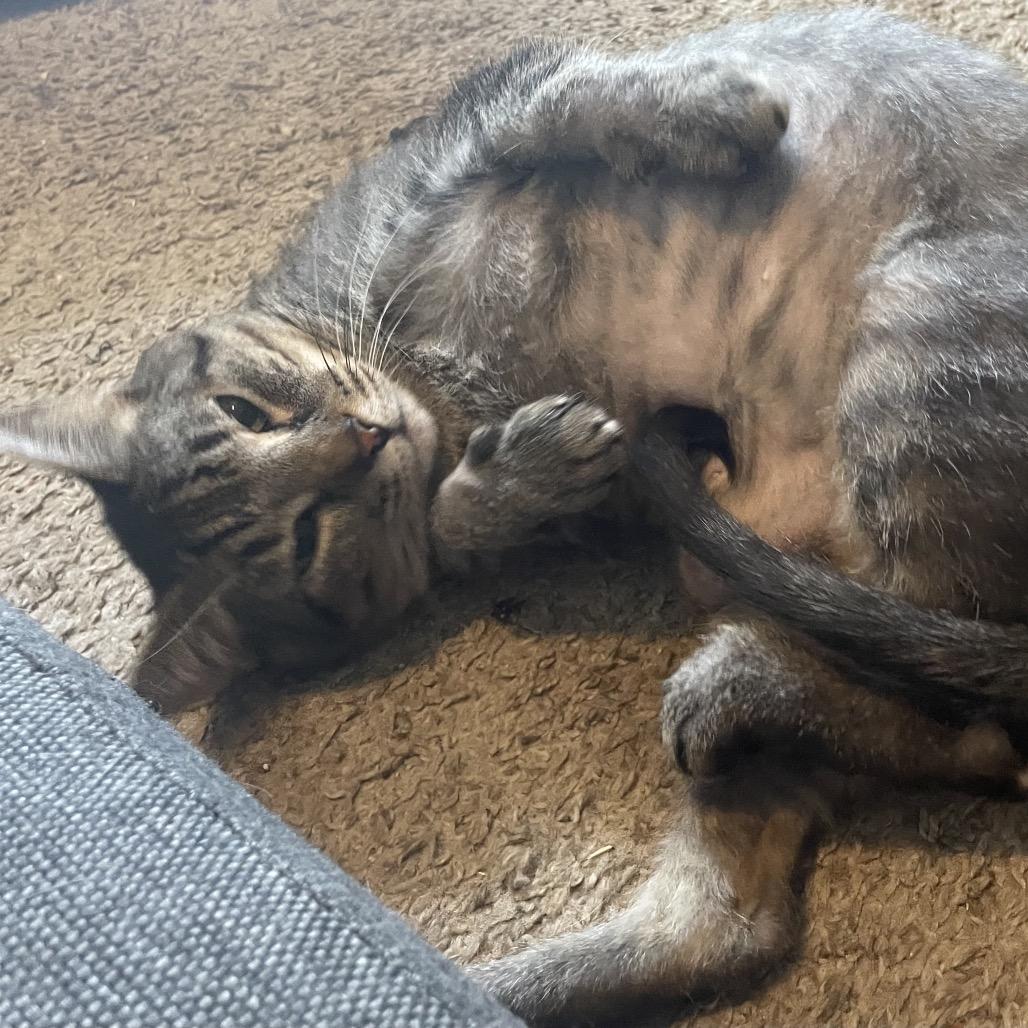 Dizzy, a Adoptable Domestic Short Hair in Eastford, CT image 5/6