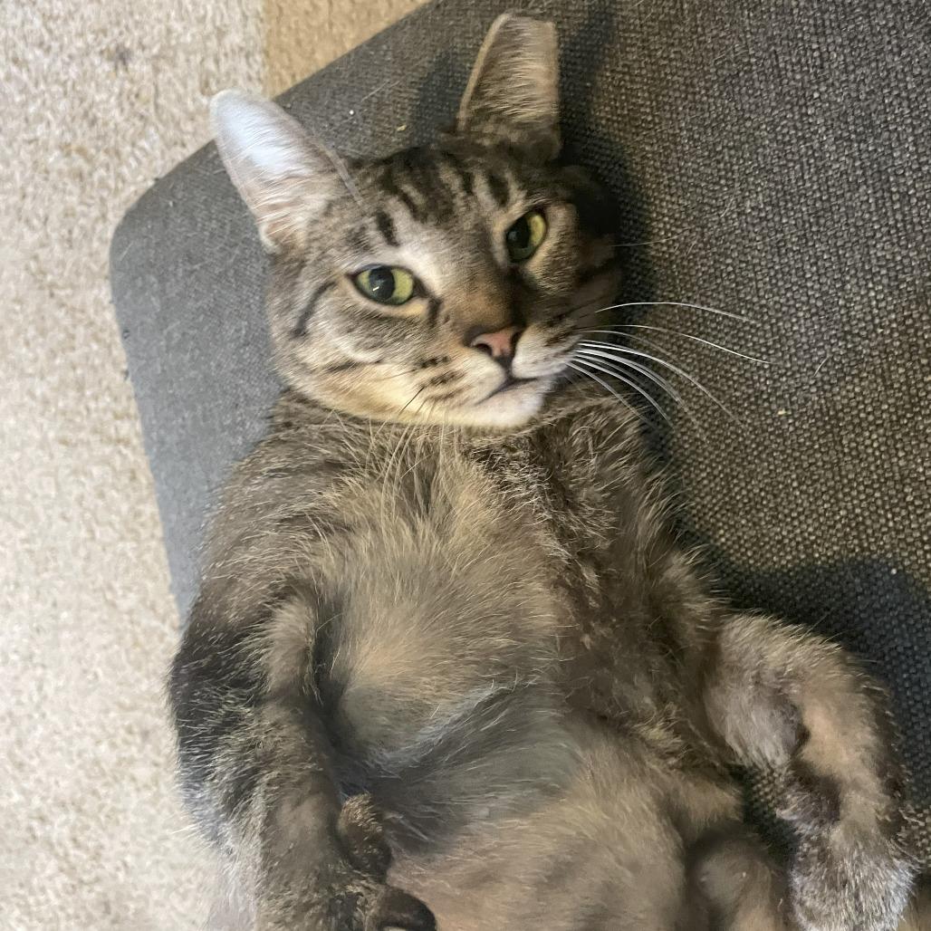 Dizzy, a Adoptable Domestic Short Hair in Eastford, CT image 6/6