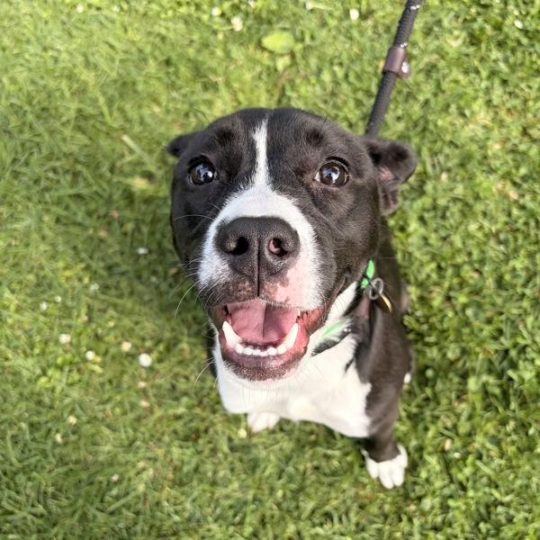 Gyoza, Adoptable, Young Female Pit Bull Terrier.