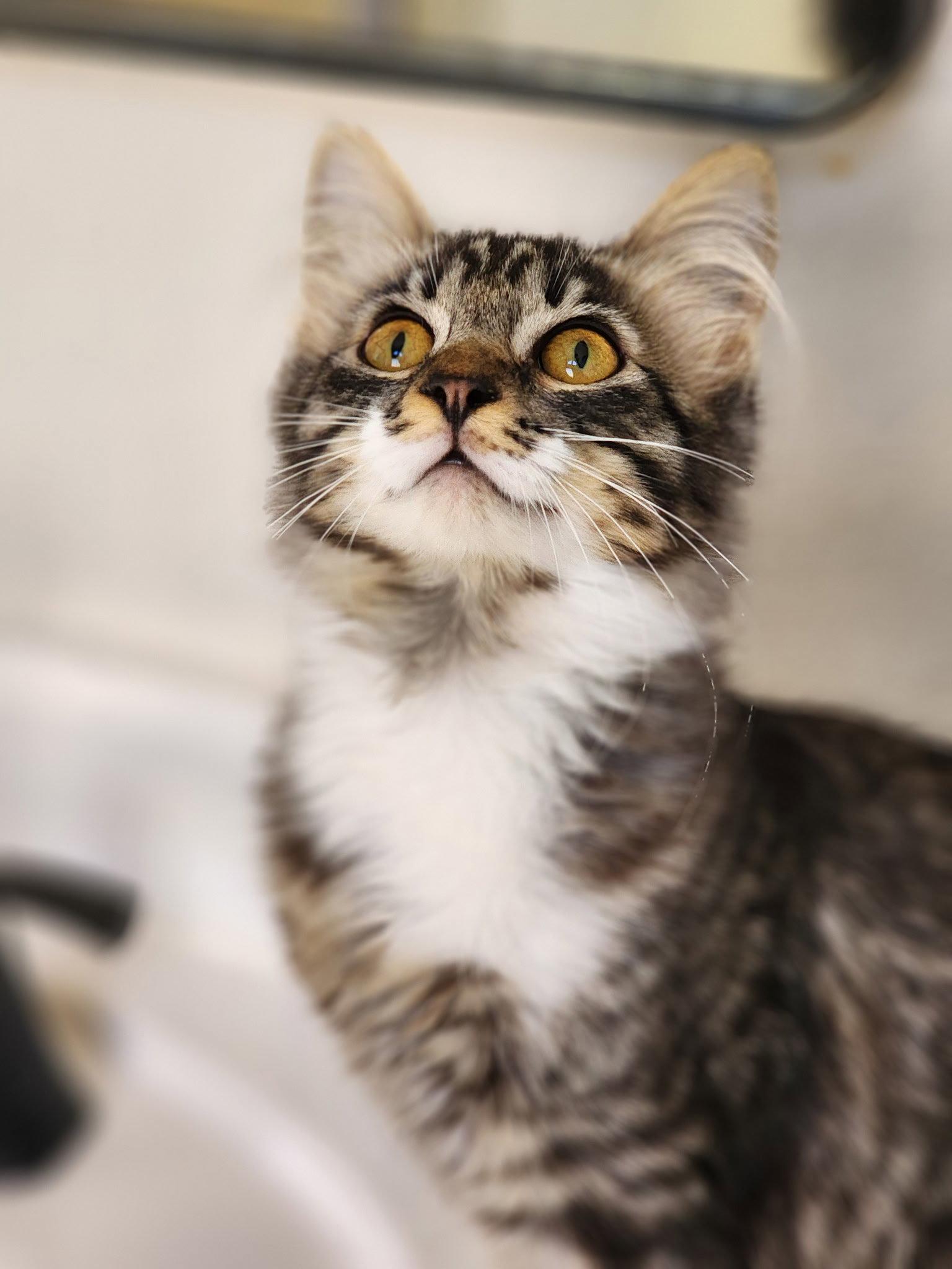 Mirabelle - BONDED TO LULU, Adopted, Kitten Female Maine Coon & Domestic Medium Hair.