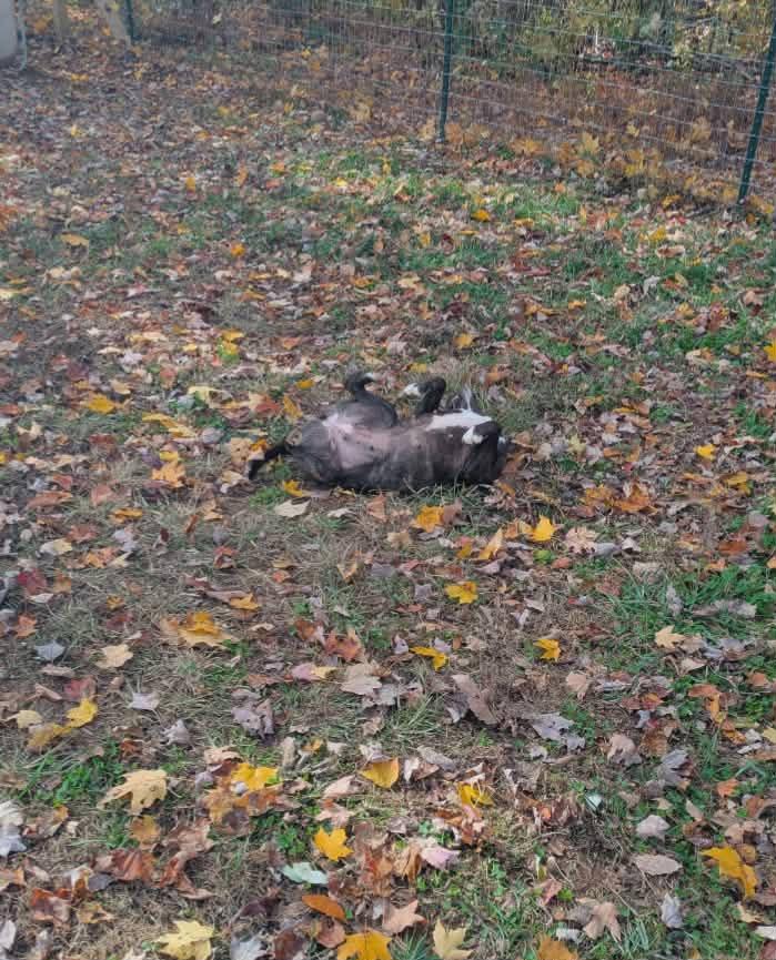 Enlarge Zoom, a ADOPTABLE mixed breed in Hilham, TN image 6/6