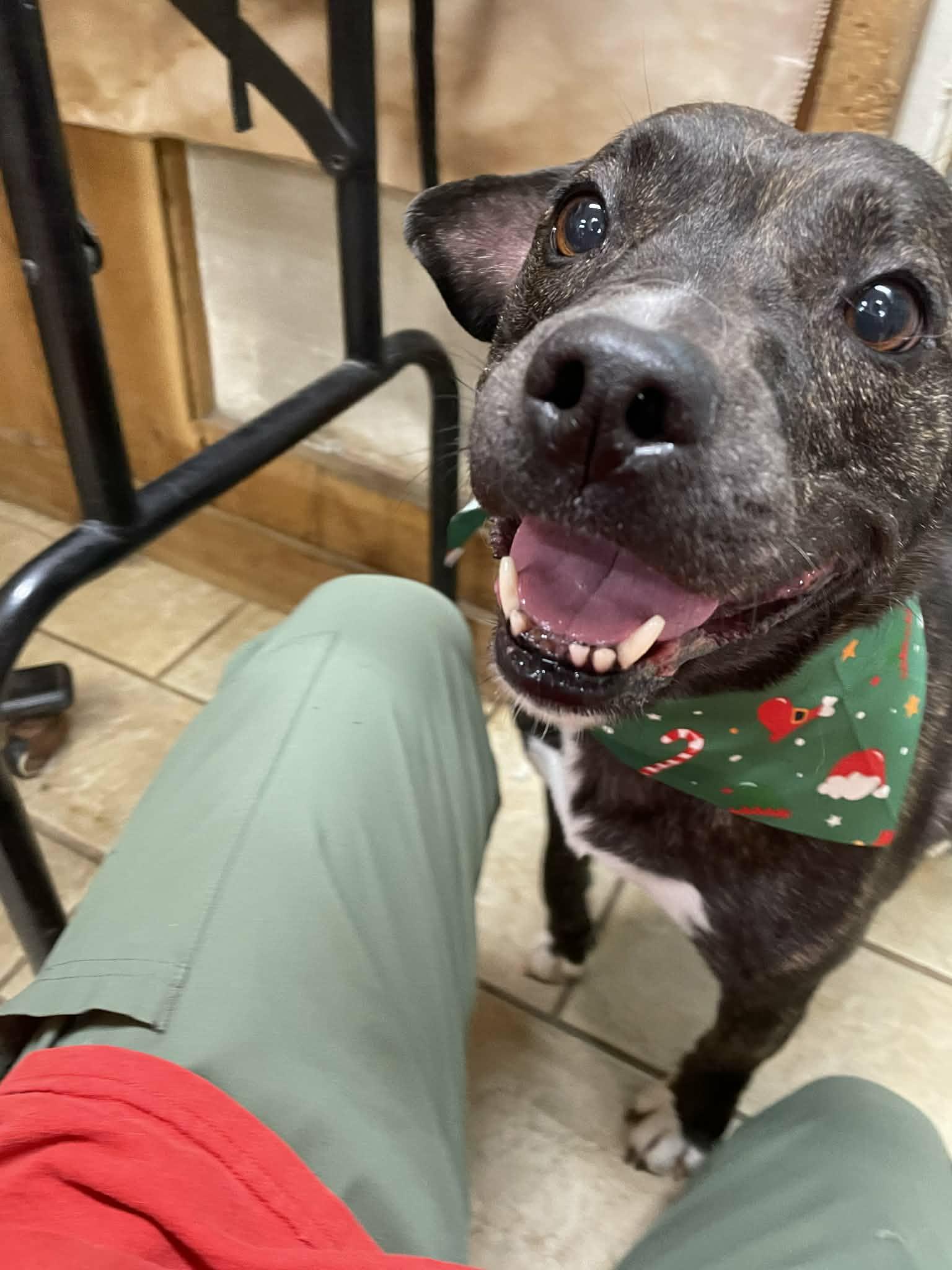 Enlarge Zoom, a ADOPTABLE mixed breed in Hilham, TN image 3/6