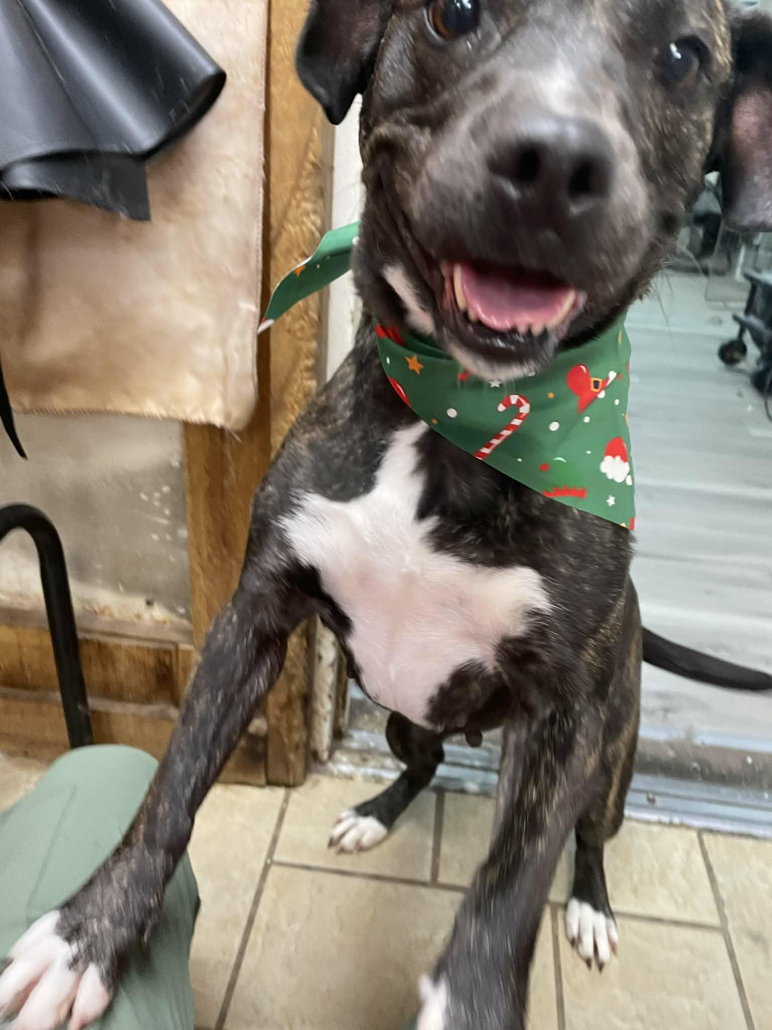 Enlarge Zoom, a ADOPTABLE mixed breed in Hilham, TN image 2/6