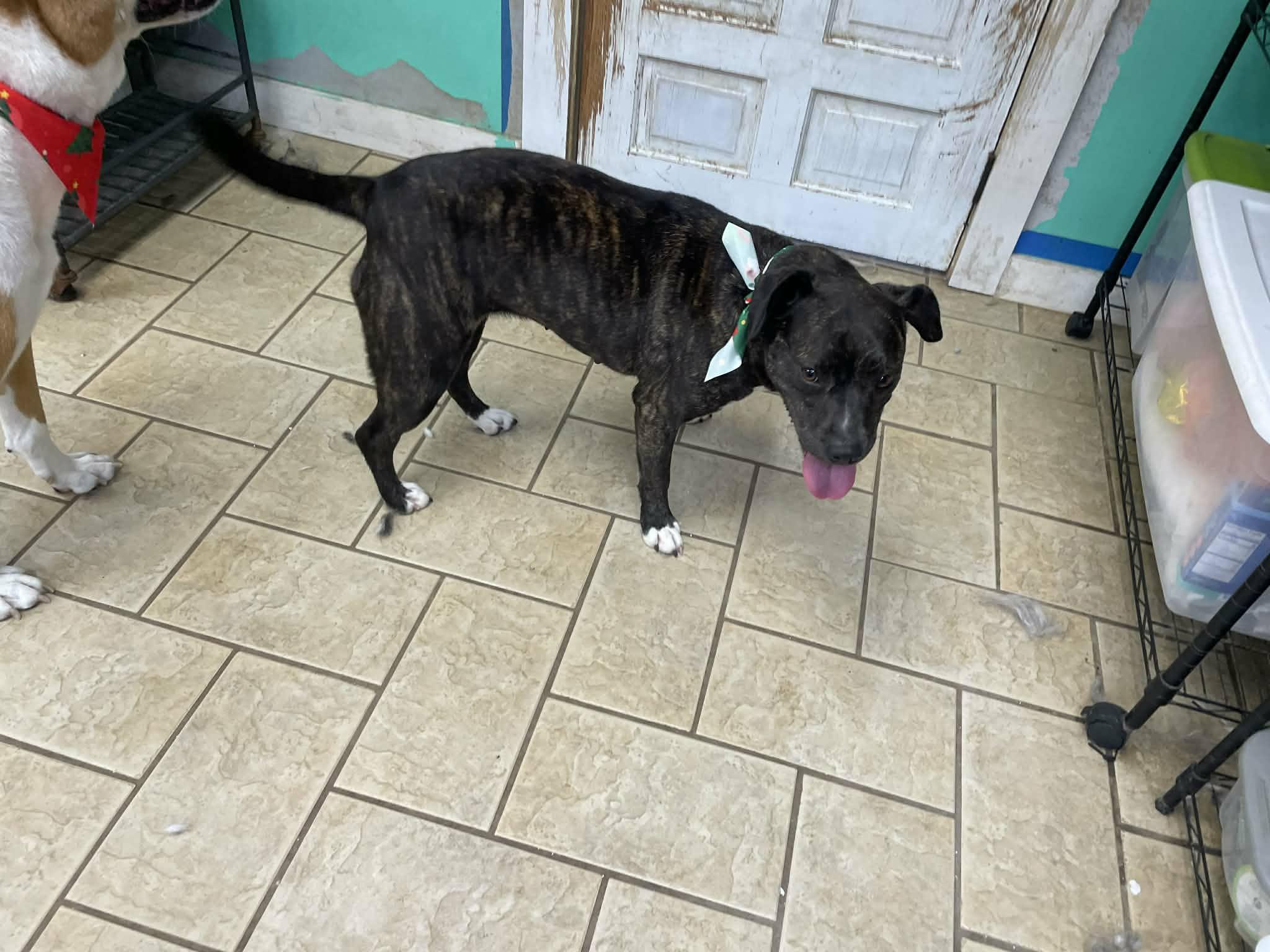 Enlarge Zoom, a ADOPTABLE mixed breed in Hilham, TN image 5/6