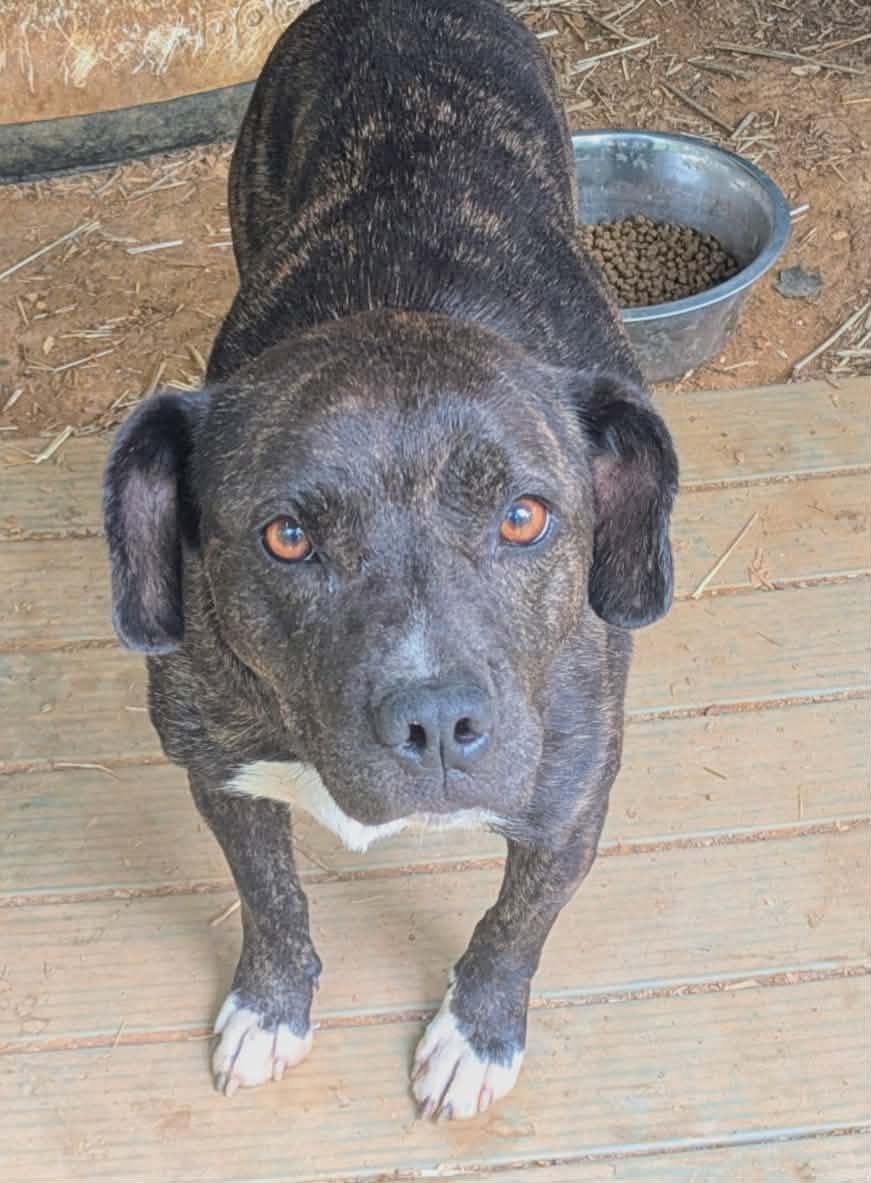 Zoom, ADOPTABLE, Young Female American Staffordshire Terrier.