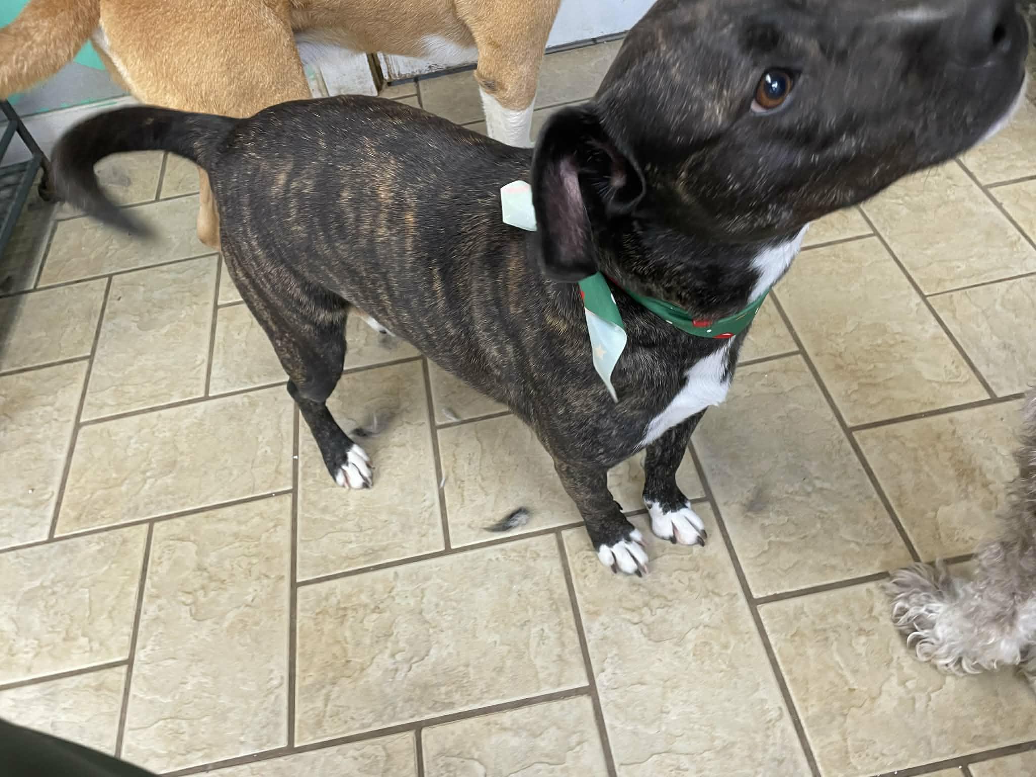 Enlarge Zoom, a ADOPTABLE mixed breed in Hilham, TN image 4/6