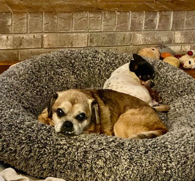 Parker, ADOPTABLE, Adult Male Pug & Puggle.