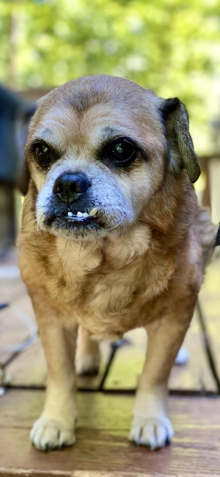 Parker, a ADOPTABLE mixed breed in Melbourne, FL image 2/2