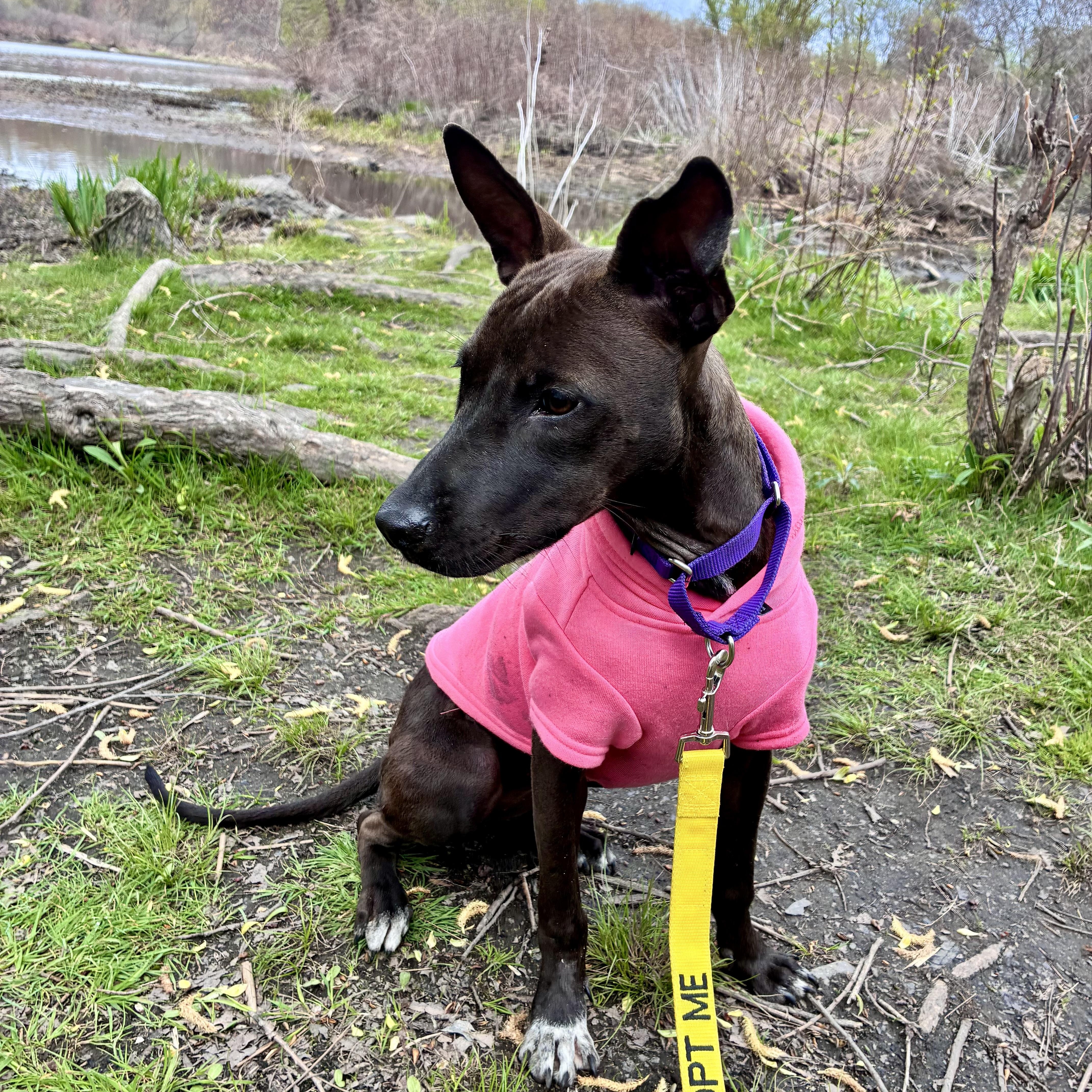 Flora, an adopted Mixed Breed in Brookline, MA image 2/6