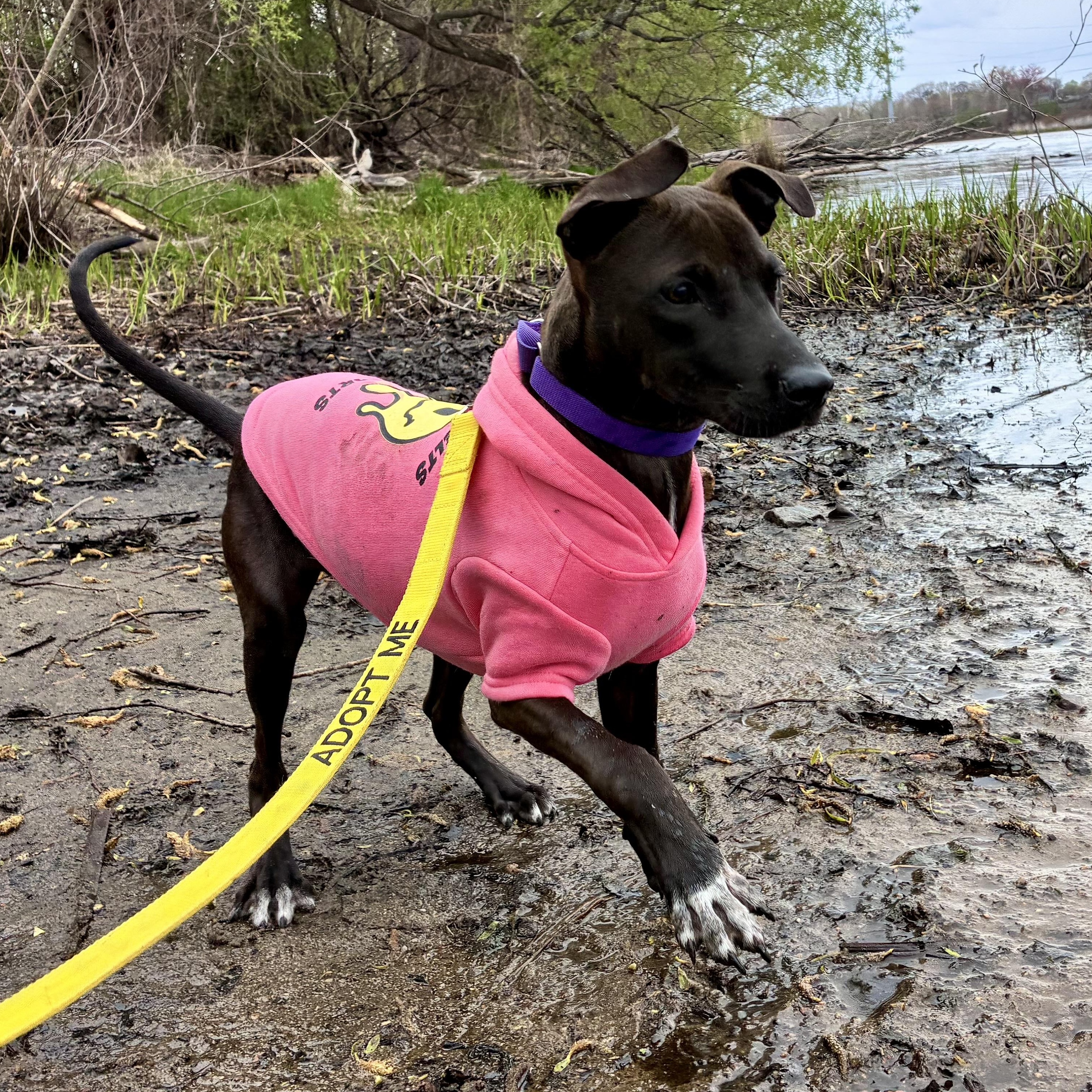 Flora, an adopted Mixed Breed in Brookline, MA image 4/6