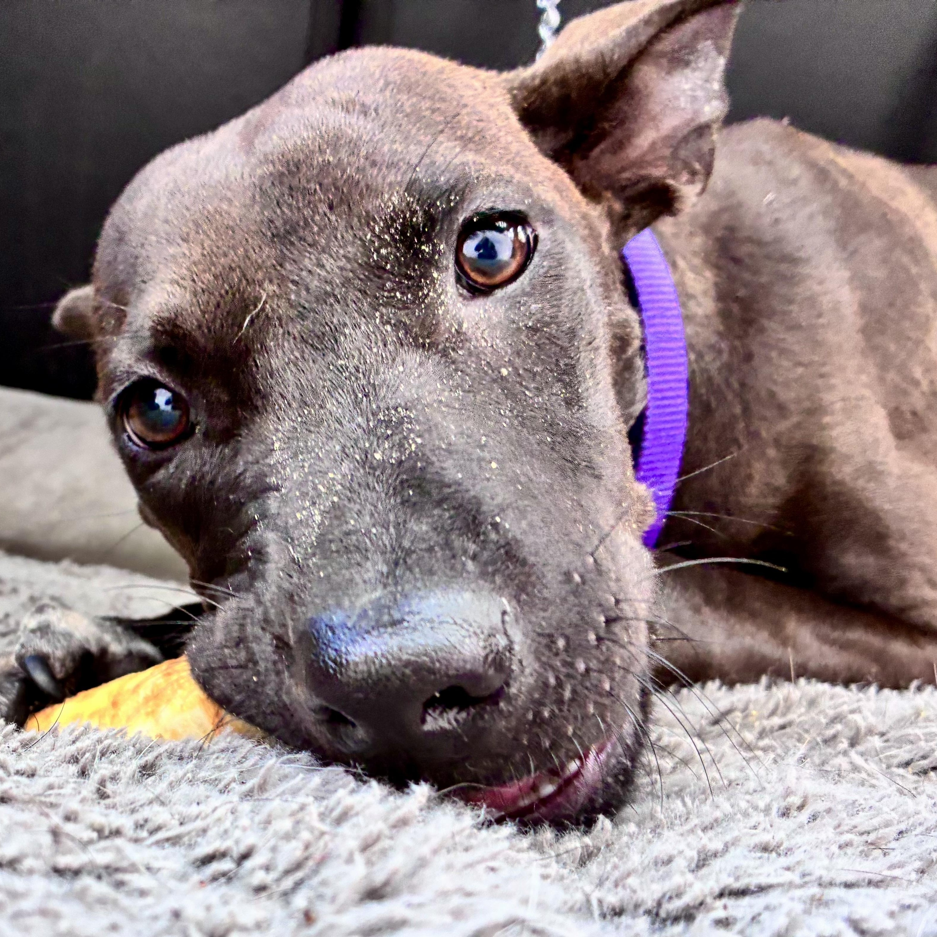 Flora, adopted, Puppy Female Mixed Breed.