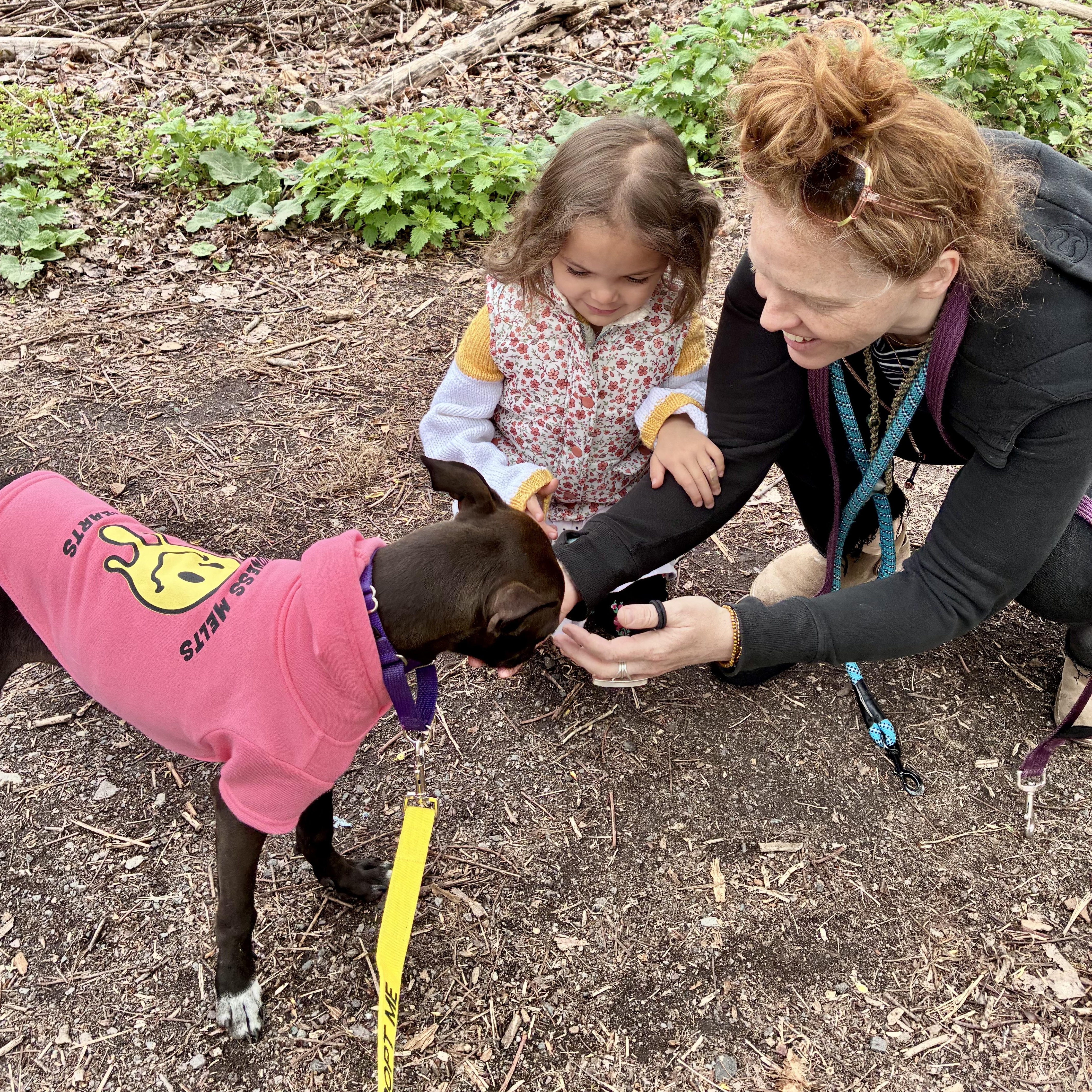 Flora, an adopted Mixed Breed in Brookline, MA image 3/6
