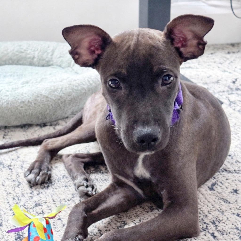 Flora, an adopted Mixed Breed in Brookline, MA image 5/6