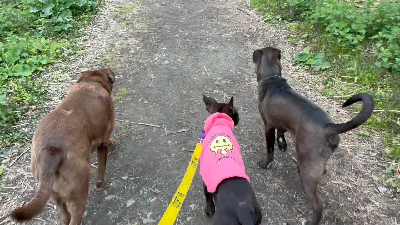 Enlarge Flora, an adopted Mixed Breed in Brookline, MA video 6/6
