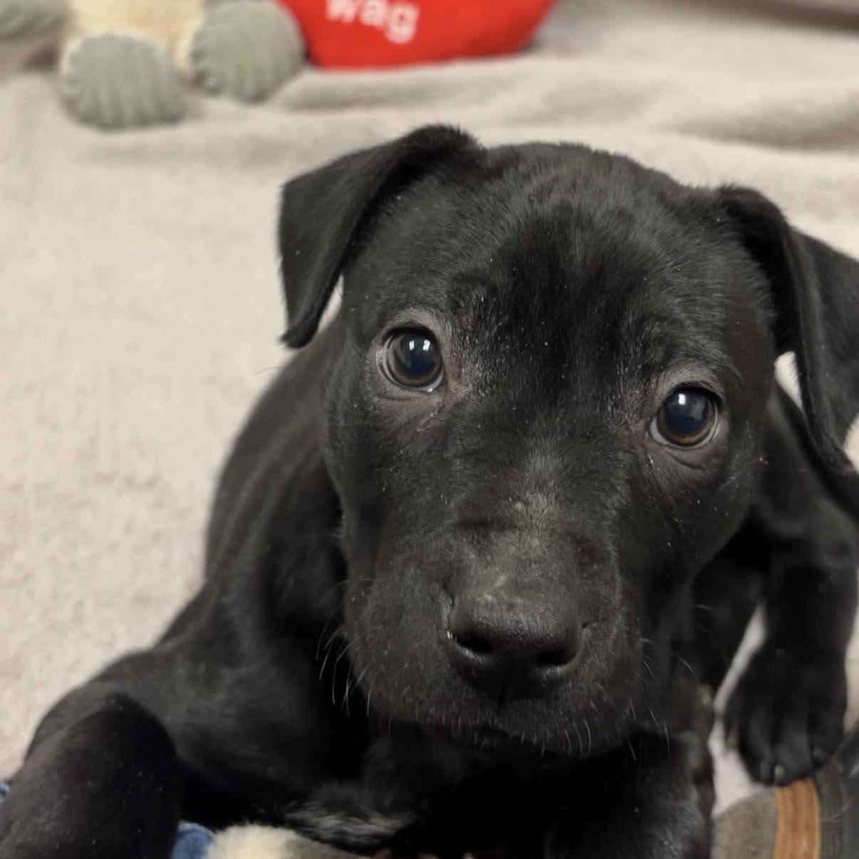 Enlarge Janis, a ADOPTABLE mixed breed in Valparaiso, IN image 2/2