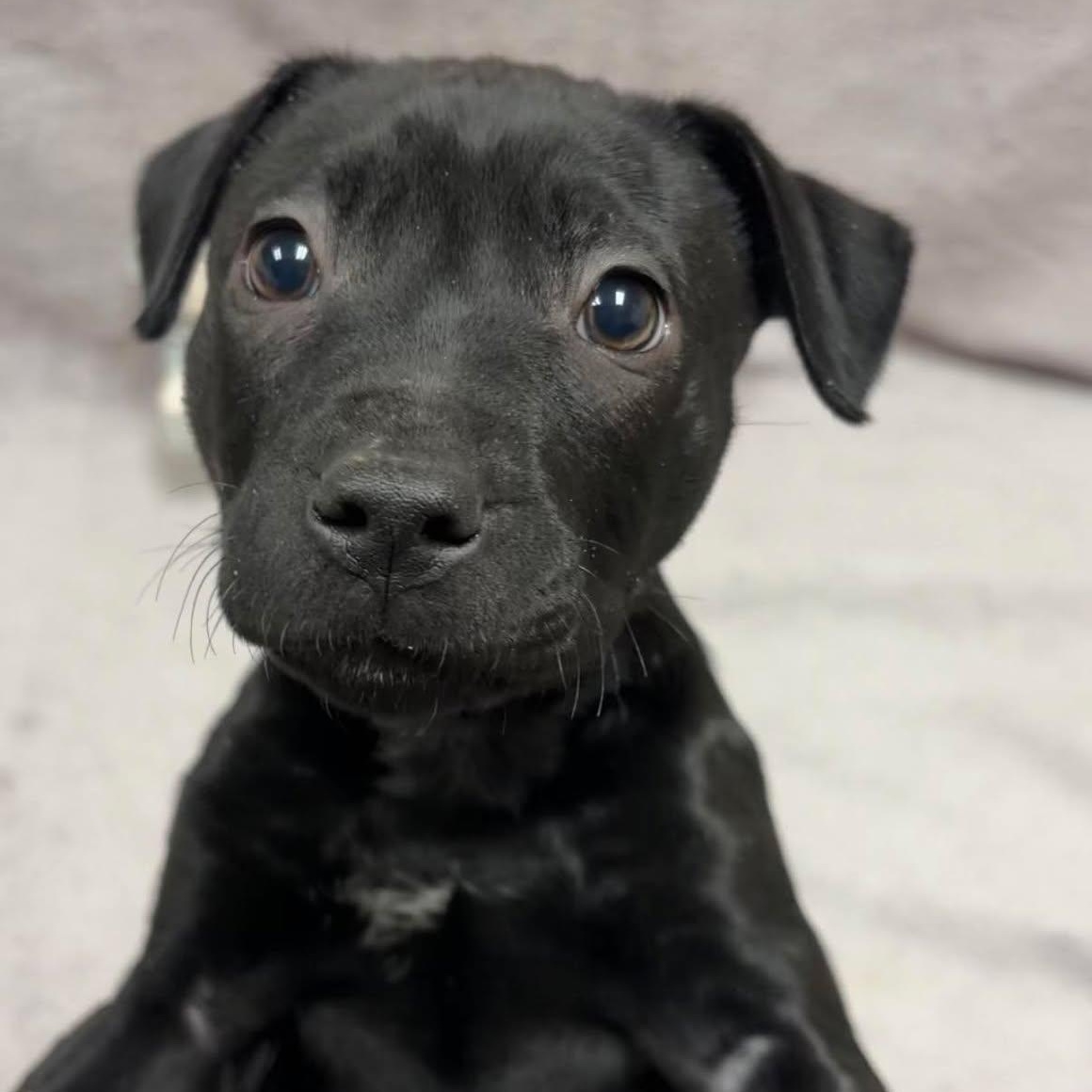 Janis, ADOPTABLE, Puppy Female Labrador Retriever & Pit Bull Terrier.