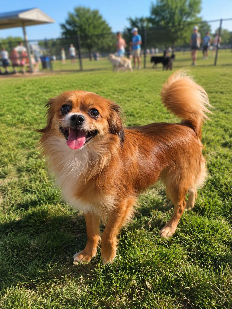 Copper, a Adoptable mixed breed in Oakland, MI image 2/3