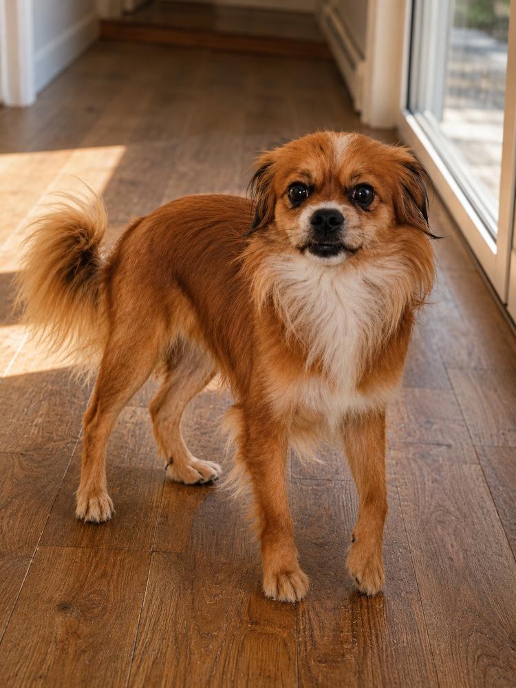 Copper, a Adoptable mixed breed in Oakland, MI image 3/3