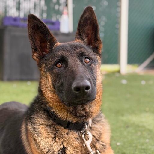 Enlarge Turtle, a Adoptable German Shepherd Dog in Lakewood, CO image 1/3
