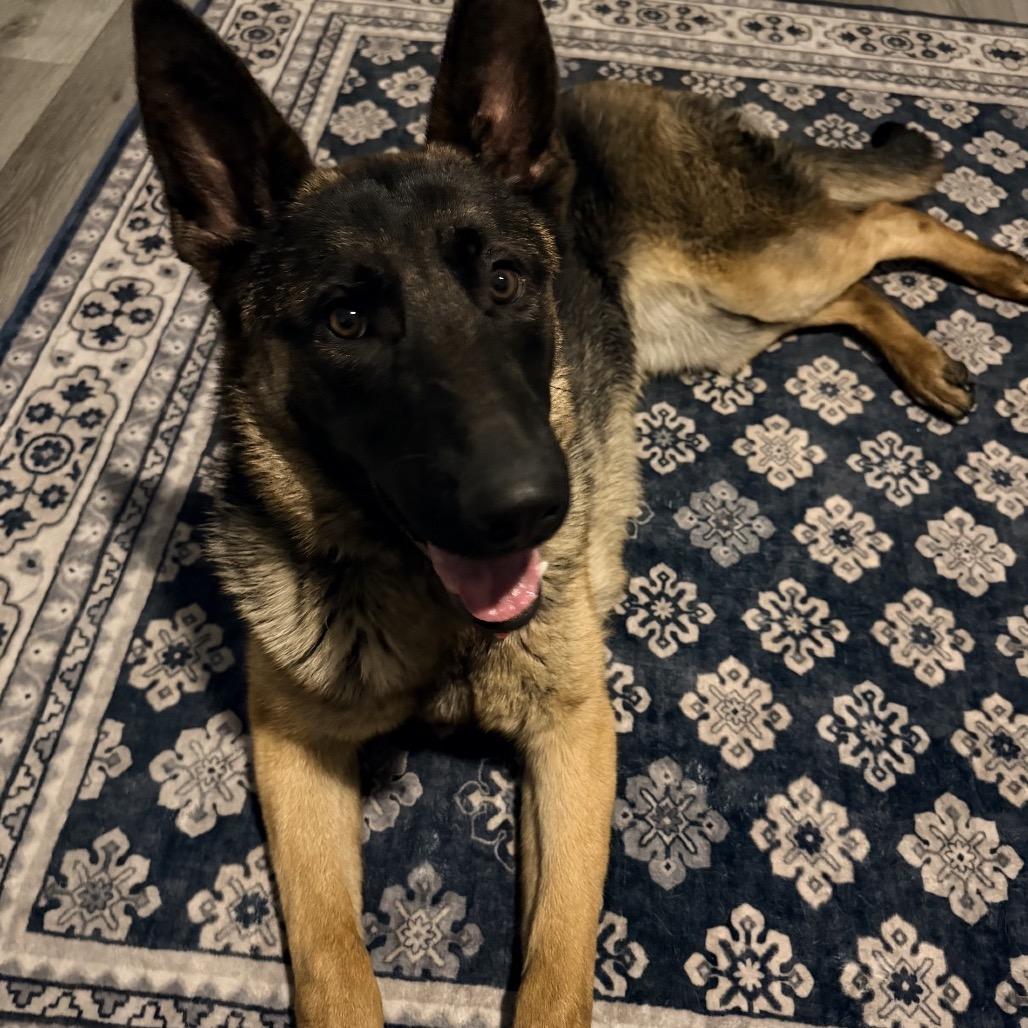 Enlarge Turtle, a Adoptable German Shepherd Dog in Lakewood, CO image 3/3