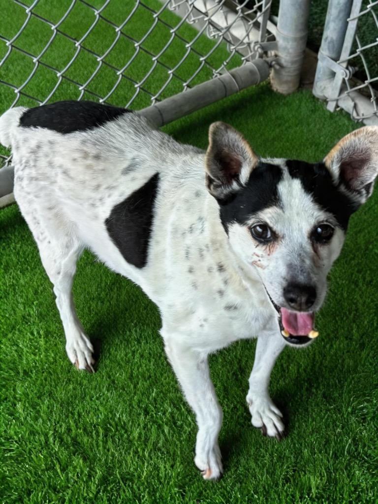 Cindy, Adoptable, Senior Female Chihuahua.