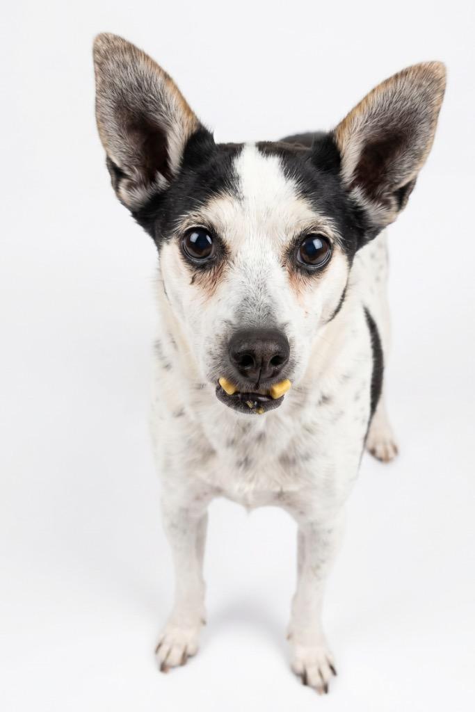 Enlarge Cindy, a Adoptable mixed breed in Midland, TX image 2/5